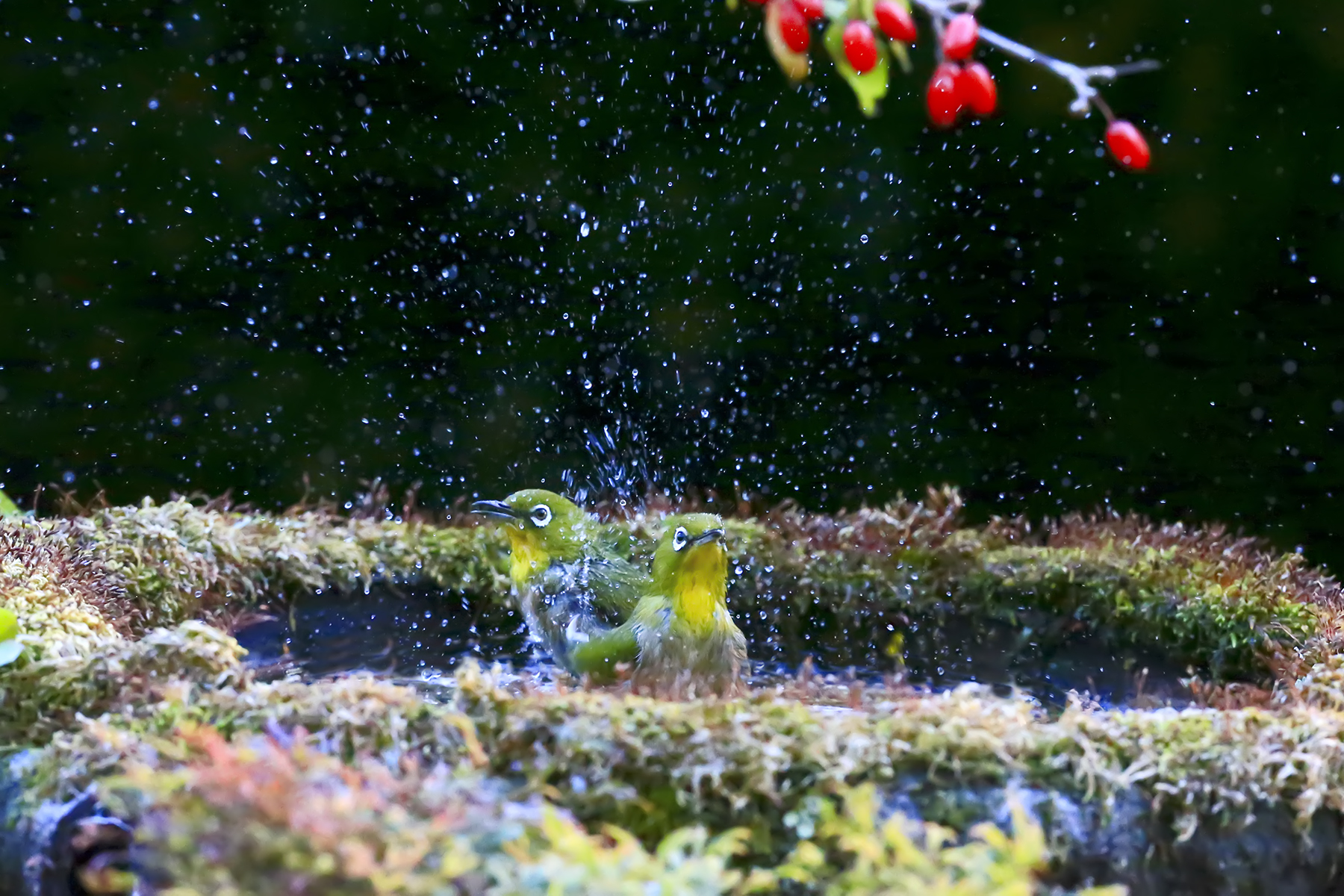 PHOTO BY WO2YA LAB | Canon EOS-1D X Mark II | 2023:12:27 16:05:19 | ISO-3200 | 1/2000 sec | f 14 | 321 mm | EV=0 | ● WIDTH:1800 pixels  HEIGHT:1200 pixels