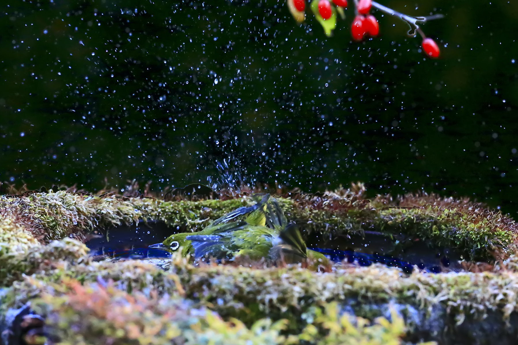 PHOTO BY WO2YA LAB | Canon EOS-1D X Mark II | 2023:12:27 16:05:19 | ISO-3200 | 1/2000 sec | f 14 | 321 mm | EV=0 | ● WIDTH:1800 pixels  HEIGHT:1200 pixels