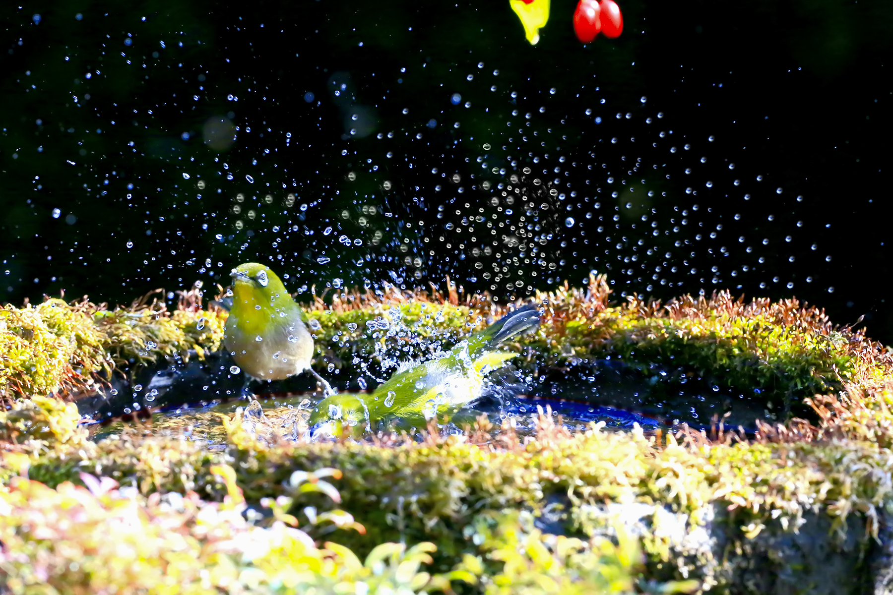 PHOTO BY WO2YA LAB | Canon EOS-1D X Mark II | 2023:12:27 16:05:19 | ISO-3200 | 1/2000 sec | f 14 | 321 mm | EV=0 | ● WIDTH:1800 pixels  HEIGHT:1200 pixels