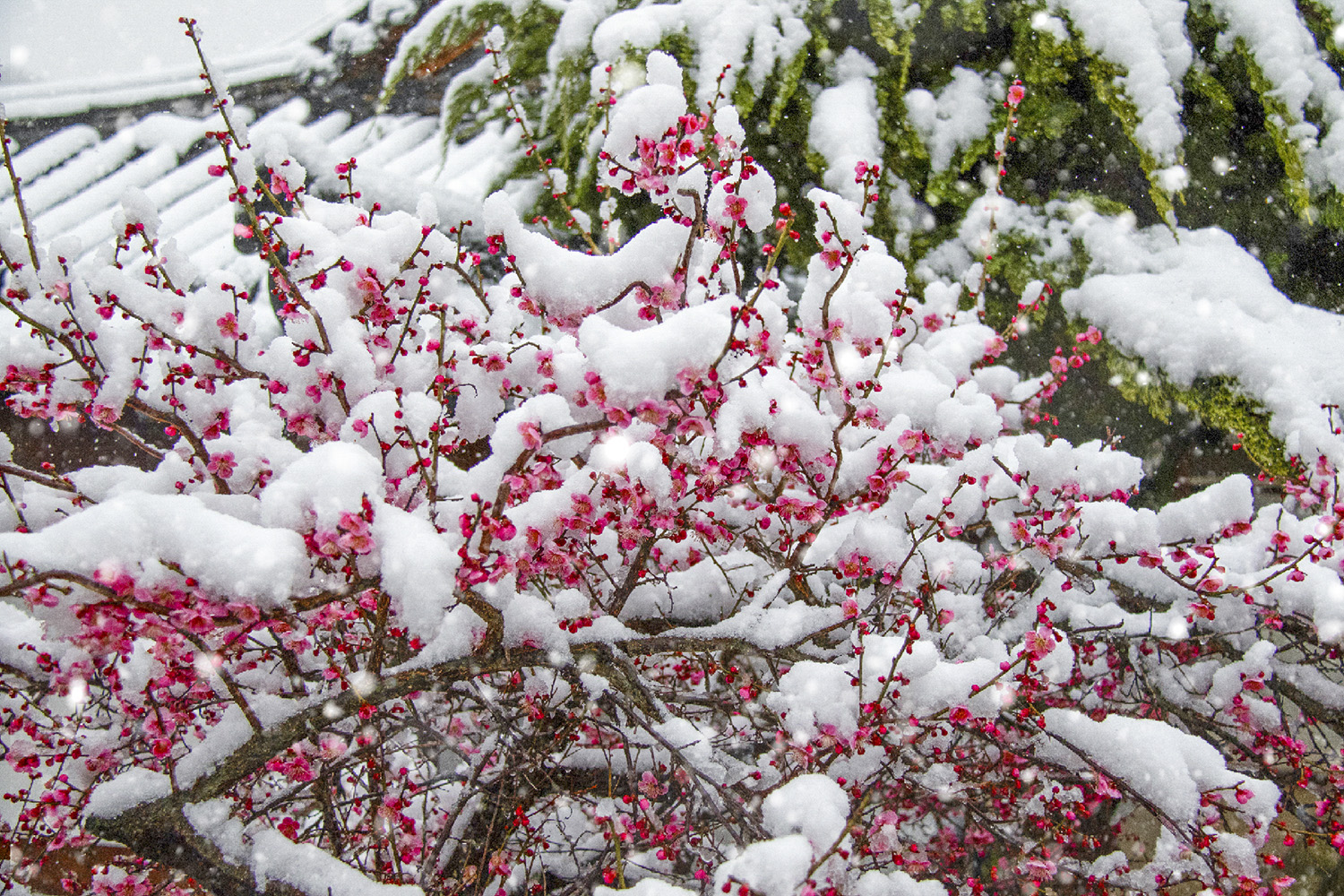 PHOTO BY  | CanonCanon |  | ISO- |  |  |  | EV=0 | ● WIDTH:  HEIGHT: