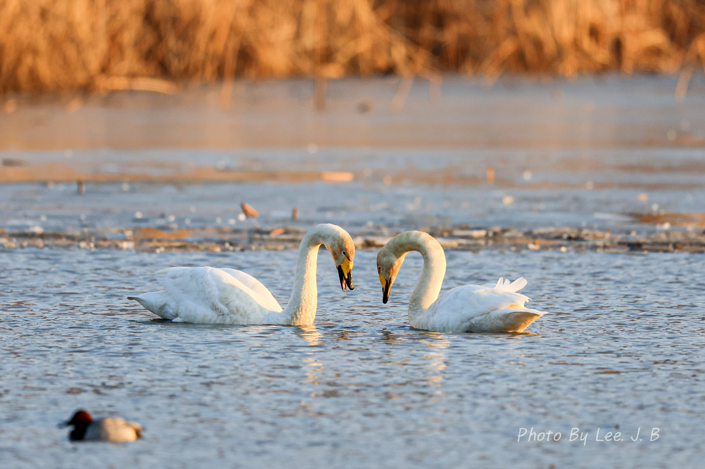 PHOTO BY  | Canon EOS R3 | 2023:12:24 16:23:44 | ISO-640 | 1/3200 sec | f 4 | 600 mm | EV=0 | ● WIDTH:2377 pixels  HEIGHT:1583 pixels