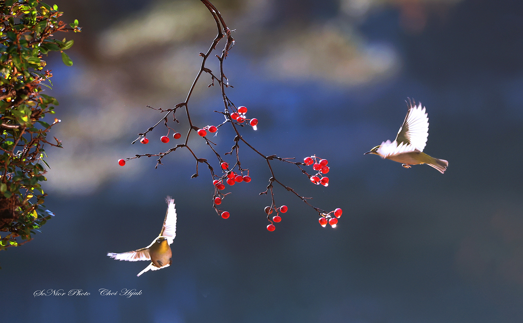 PHOTO BY  | Canon EOS R6 | 2024:01:04 15:57:22 | ISO-1600 | 1/800 sec | f 5.6 | 273 mm | EV=0 | ● WIDTH:1700 pixels  HEIGHT:1050 pixels