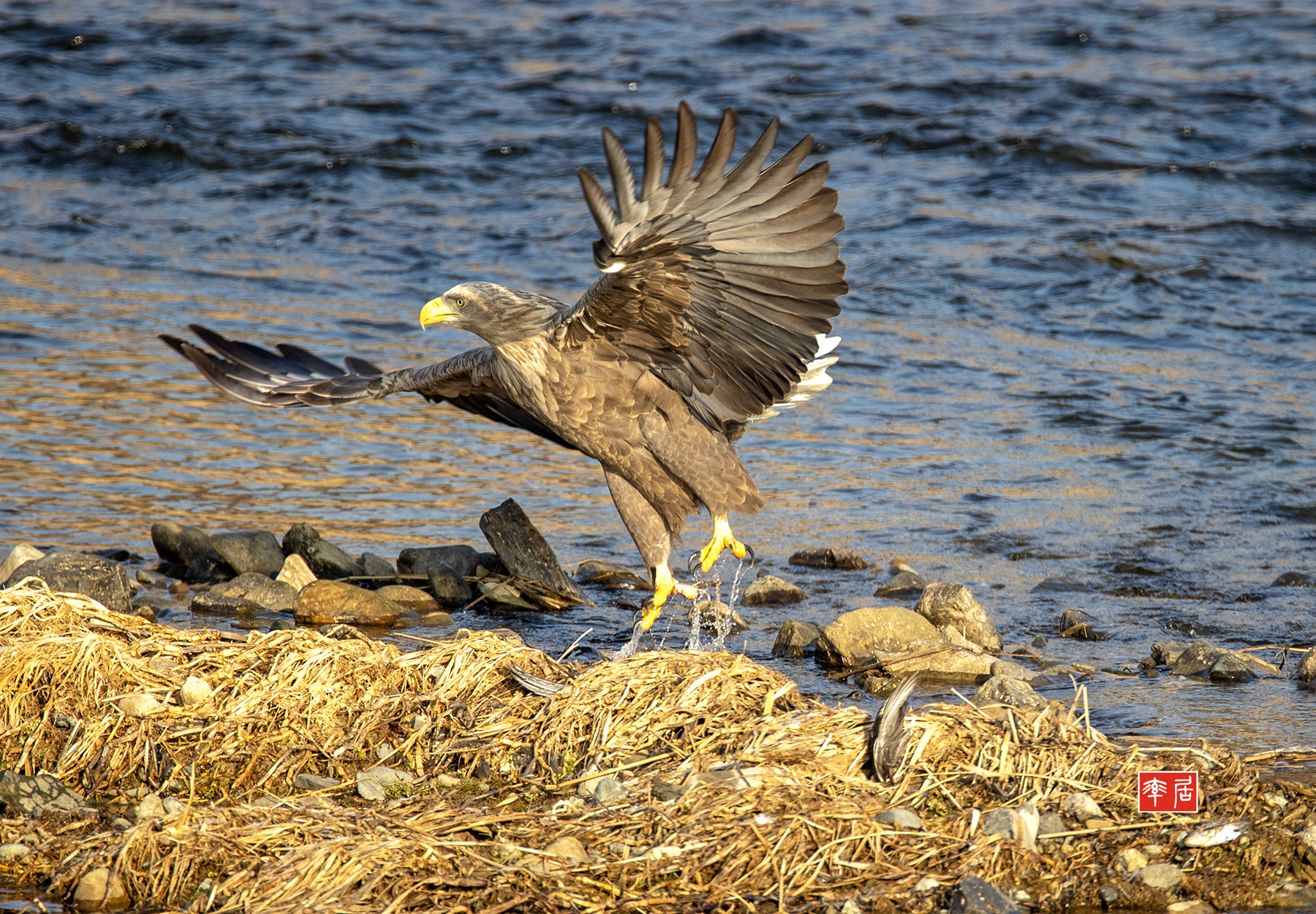 PHOTO BY changickheun | Canon EOS-1D X Mark III | 2024:01:05 09:37:55 | ISO-400 | 1/1600 sec | f 5.6 | 840 mm | EV=0 | ● WIDTH:1800 pixels  HEIGHT:1251 pixels