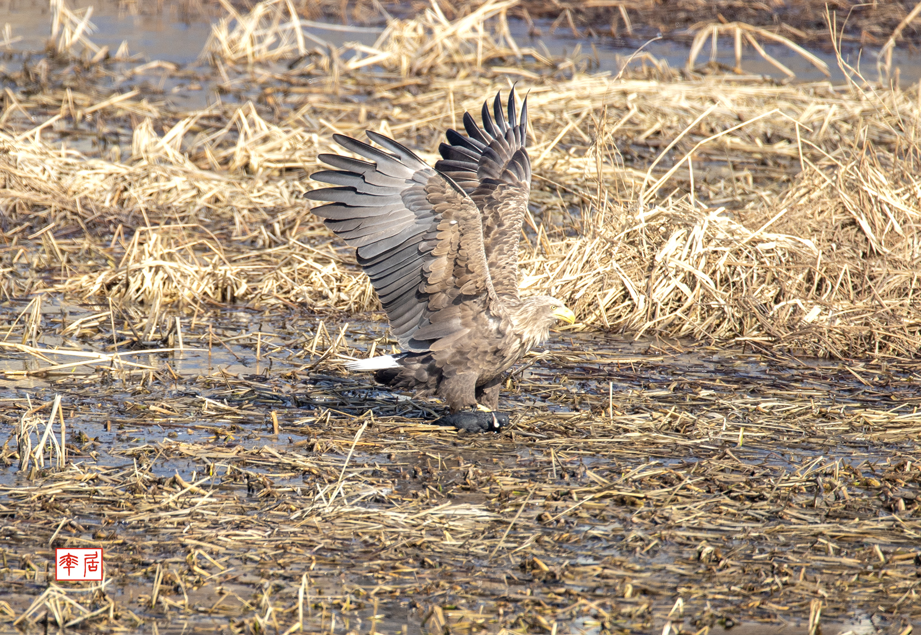 PHOTO BY changickheun | Canon EOS-1D X Mark III | 2024:01:05 11:36:15 | ISO-400 | 1/1600 sec | f 5.6 | 840 mm | EV=0 | ● WIDTH:1800 pixels  HEIGHT:1240 pixels