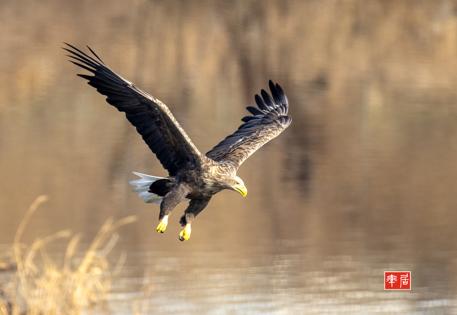 PHOTO BY changickheun | Canon EOS-1D X Mark III | 2024:01:05 10:48:47 | ISO-400 | 1/1600 sec | f 5.6 | 840 mm | EV=0 | ● WIDTH:1800 pixels  HEIGHT:1241 pixels