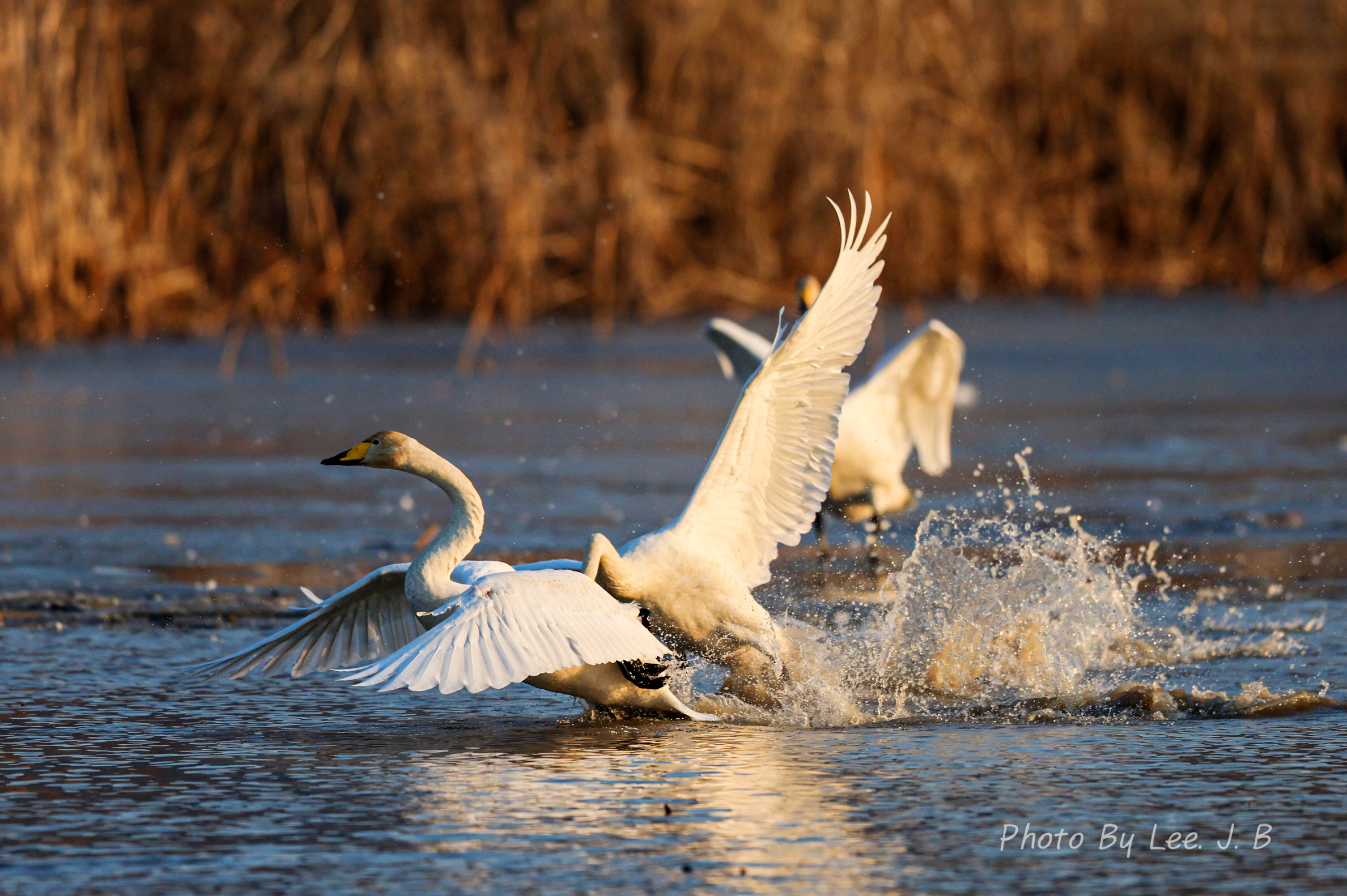 PHOTO BY  | Canon EOS R3 | 2023:12:24 16:24:42 | ISO-320 | 1/3200 sec | f 4 | 600 mm | EV=0 | ● WIDTH:2377 pixels  HEIGHT:1582 pixels