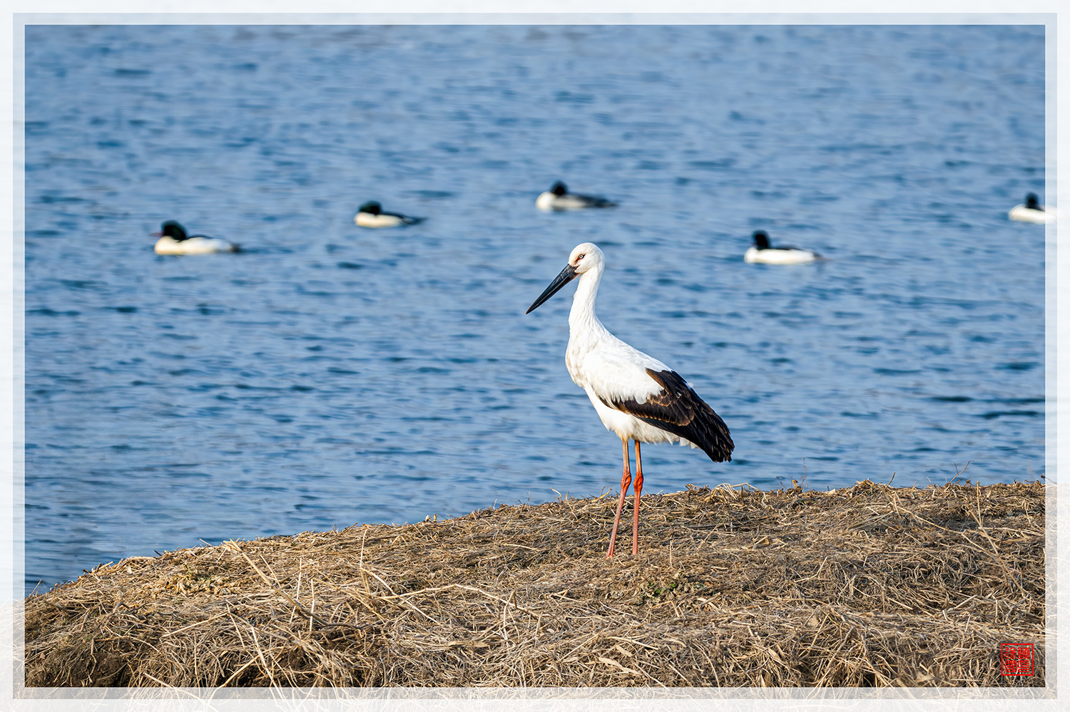 PHOTO BY  | NIKON Z 9 | 2024:01:05 15:18:23 | ISO-500 | 1/2000 sec | f 6.3 | 840 mm | EV=0.3 | ● WIDTH:1500 pixels  HEIGHT:999 pixels