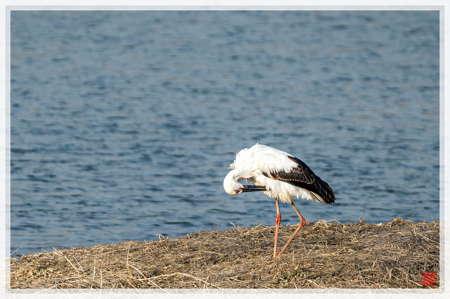 PHOTO BY  | NIKON Z 9 | 2024:01:05 15:20:39 | ISO-450 | 1/2000 sec | f 6.3 | 840 mm | EV=0.3 | ● WIDTH:1500 pixels  HEIGHT:999 pixels