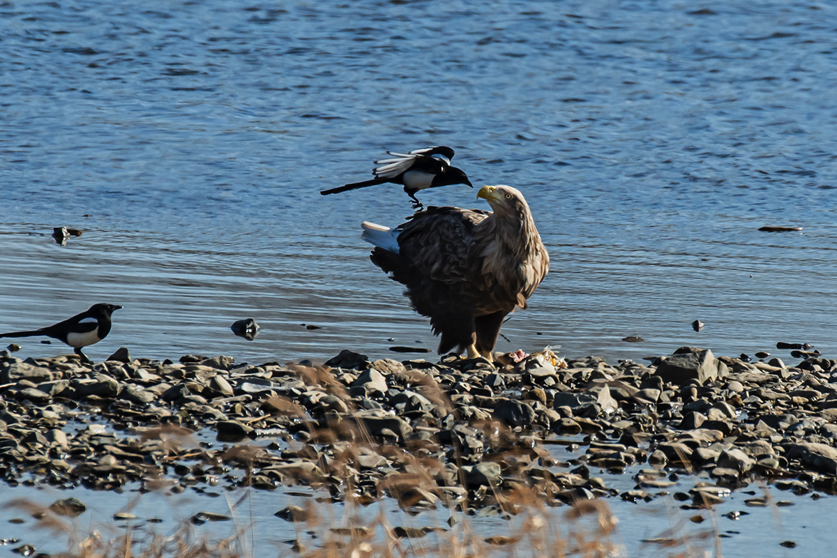 PHOTO BY  | NIKON D500 | 2024:01:06 12:25:45 | ISO-450 | 1/3200 sec | f 5.6 | 600 mm | EV=0.3 | ● WIDTH:1200 pixels  HEIGHT:800 pixels