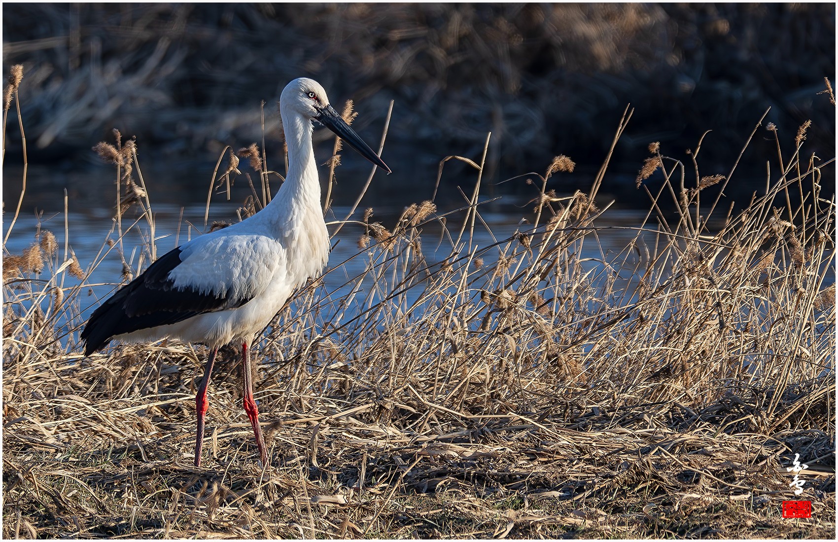 PHOTO BY  | NIKON Z 9 | 2024:01:04 16:07:33 | ISO-500 | 1/800 sec | f 8 | 1176 mm | EV=-0.3 | ● WIDTH:0 pixels  HEIGHT:0 pixels