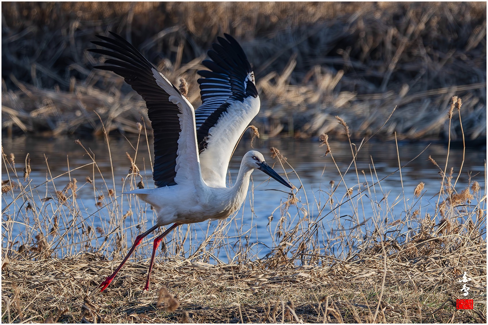 PHOTO BY  | NIKON Z 9 | 2024:01:04 16:08:11 | ISO-500 | 1/800 sec | f 8 | 1176 mm | EV=-0.3 | ● WIDTH:0 pixels  HEIGHT:0 pixels