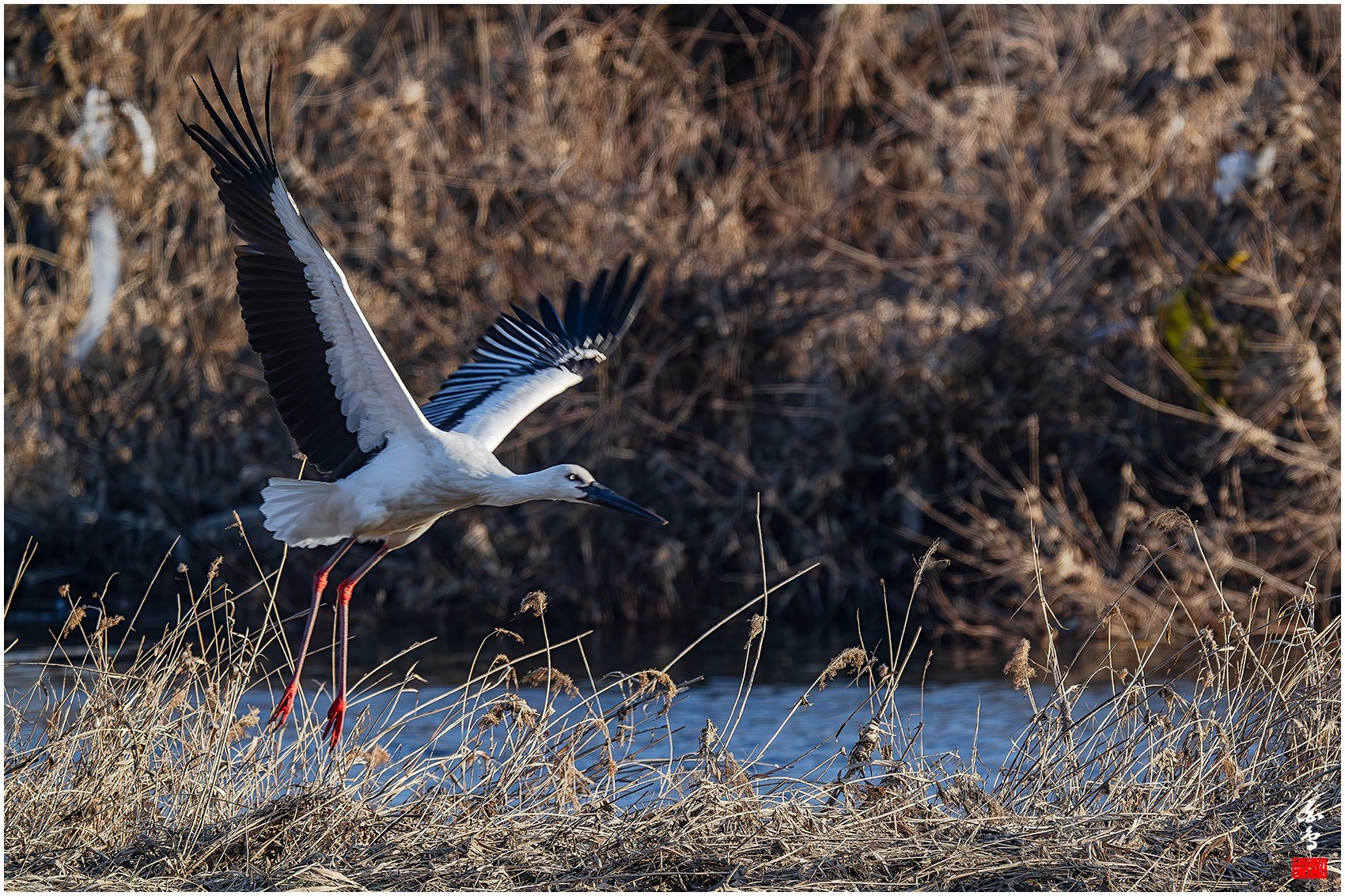 PHOTO BY  | NIKON Z 9 | 2024:01:04 16:08:12 | ISO-500 | 1/640 sec | f 8 | 1176 mm | EV=-0.3 | ● WIDTH:0 pixels  HEIGHT:0 pixels