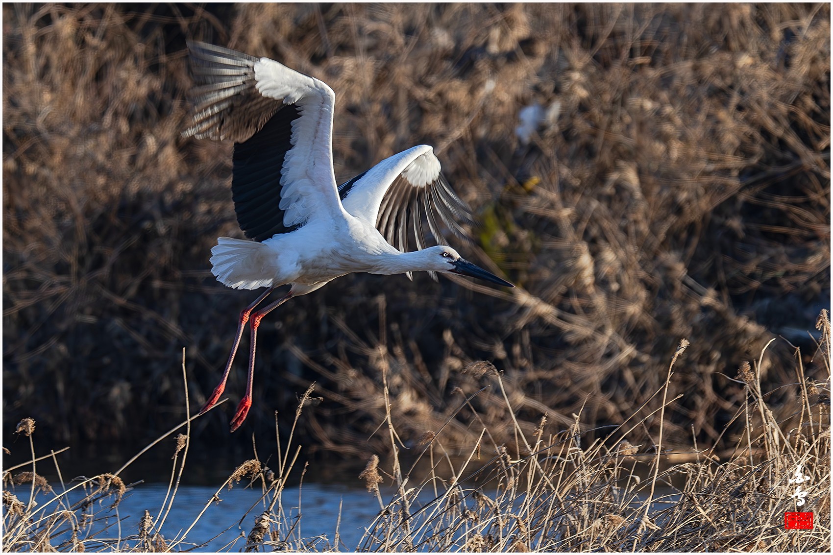 PHOTO BY  | NIKON Z 9 | 2024:01:04 16:08:13 | ISO-500 | 1/800 sec | f 8 | 1176 mm | EV=-0.3 | ● WIDTH:0 pixels  HEIGHT:0 pixels