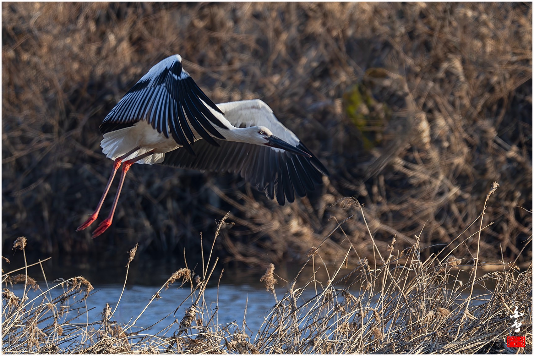 PHOTO BY  | NIKON Z 9 | 2024:01:04 16:08:13 | ISO-500 | 1/800 sec | f 8 | 1176 mm | EV=-0.3 | ● WIDTH:0 pixels  HEIGHT:0 pixels