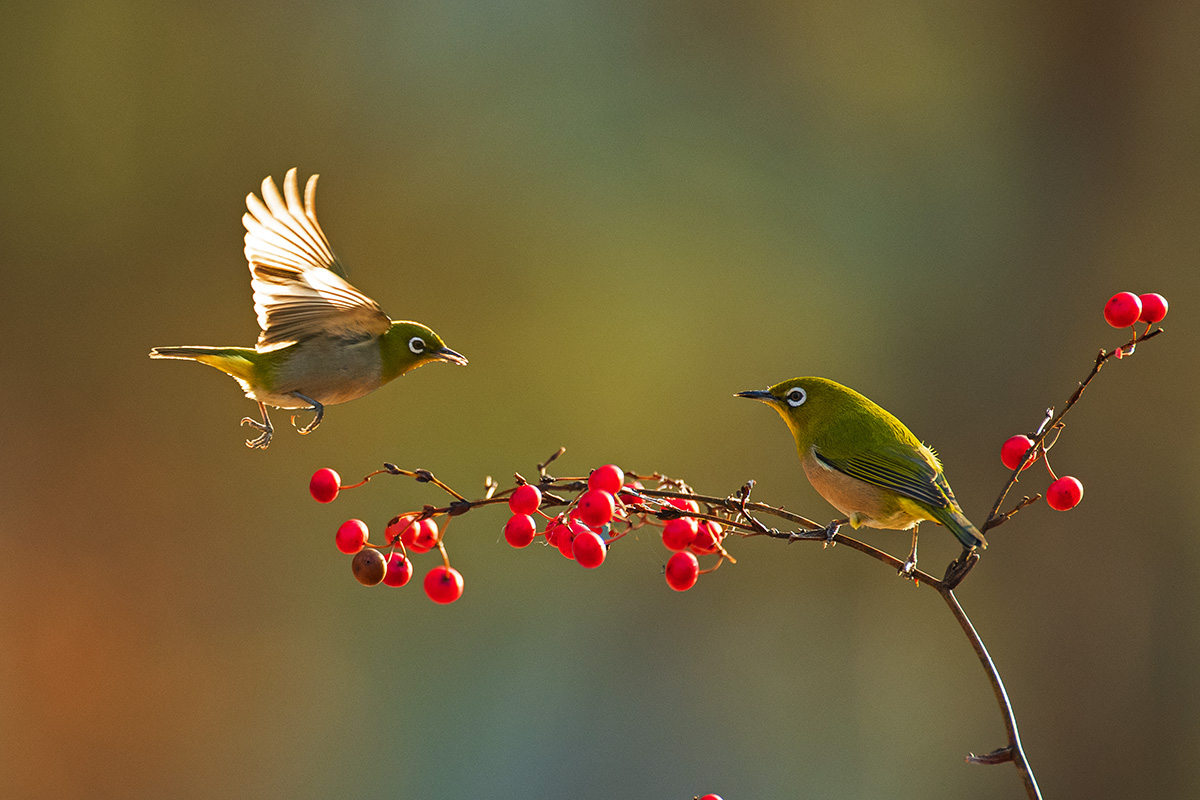 PHOTO BY  | NIKON D5 | 2024:01:03 15:46:51 | ISO-2500 | 1/1250 sec | f 5.6 | 600 mm | EV=0.7 | ● WIDTH:1200 pixels  HEIGHT:800 pixels