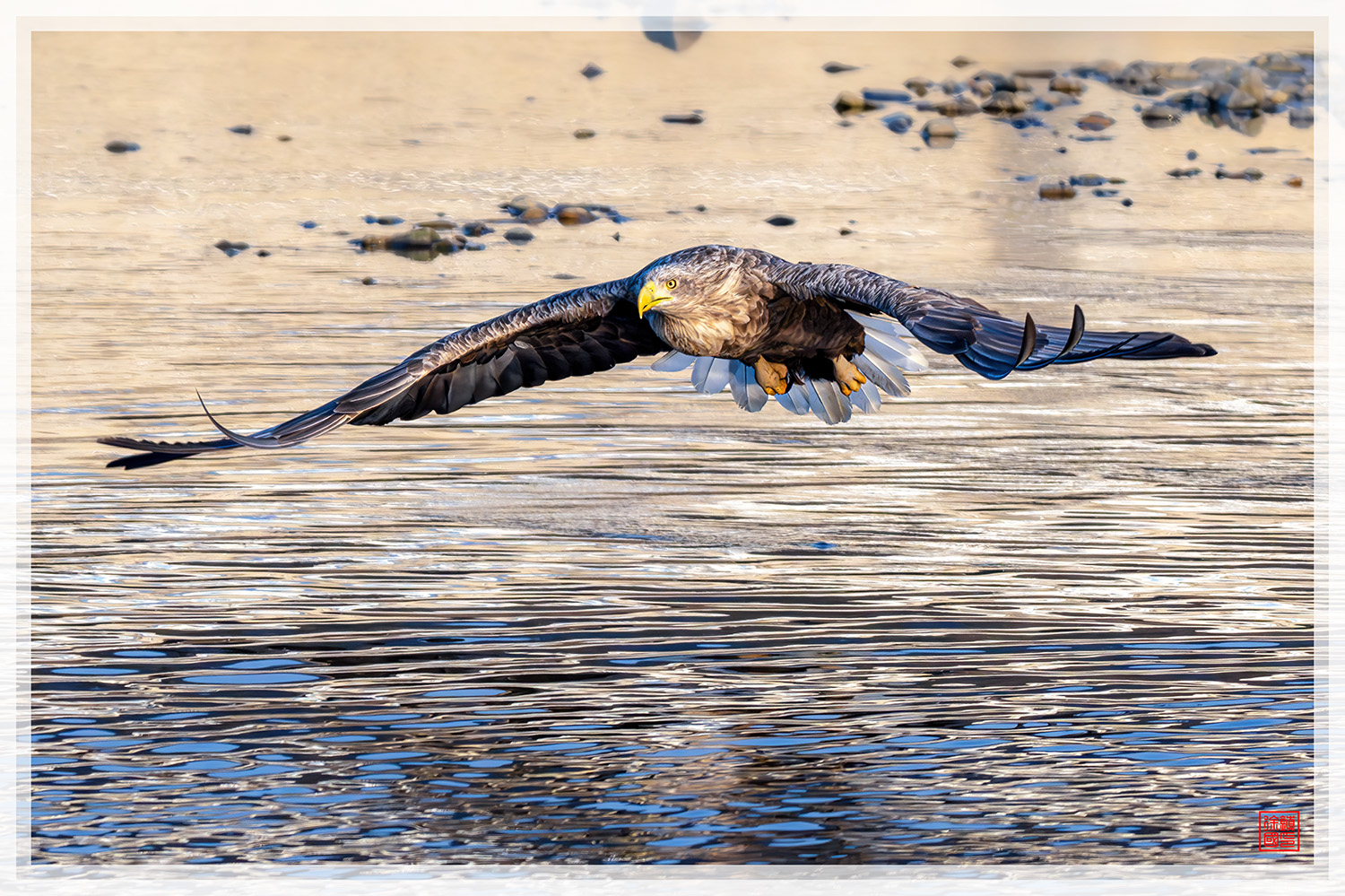 PHOTO BY  | NIKON Z 9 | 2024:01:09 08:34:38 | ISO-1000 | 1/2500 sec | f 8 | 840 mm | EV=-0.3 | ● WIDTH:1500 pixels  HEIGHT:999 pixels