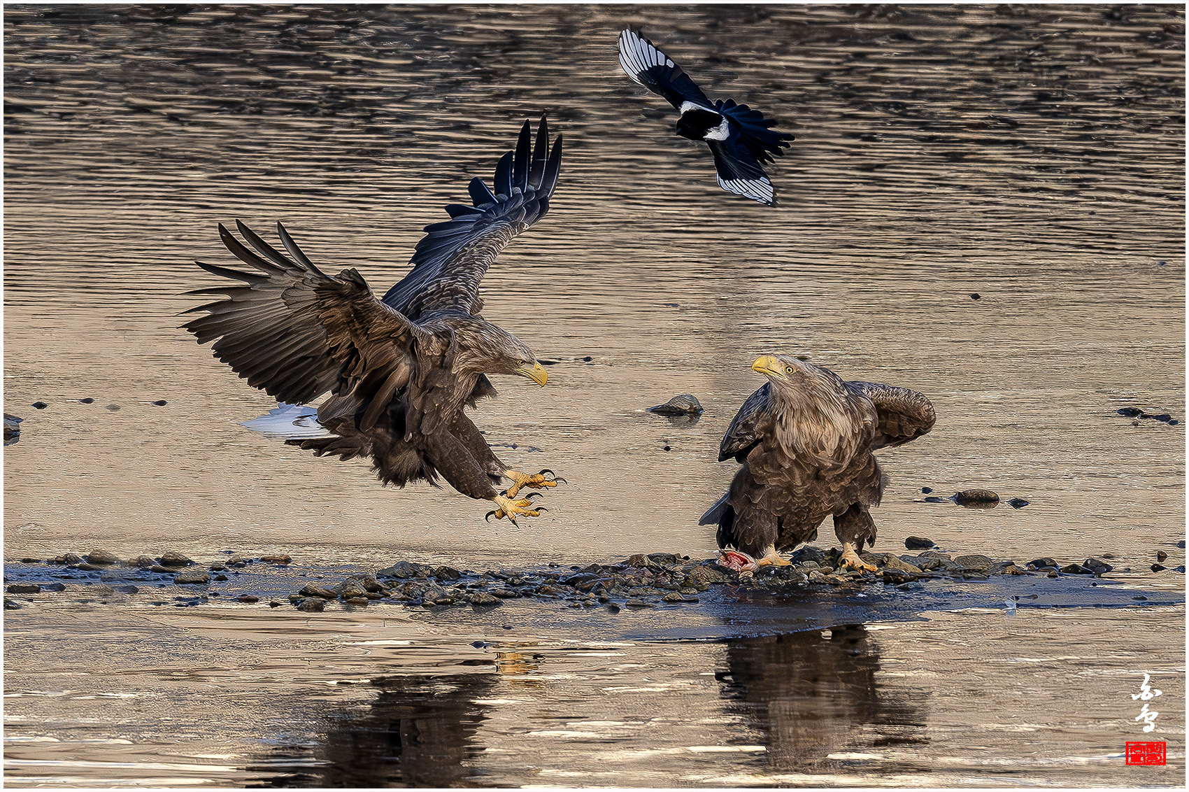 PHOTO BY  | NIKON Z 9 | 2024:01:09 08:35:00 | ISO-2000 | 1/5000 sec | f 7.1 | 600 mm | EV=0 | ● WIDTH:1700 pixels  HEIGHT:1132 pixels