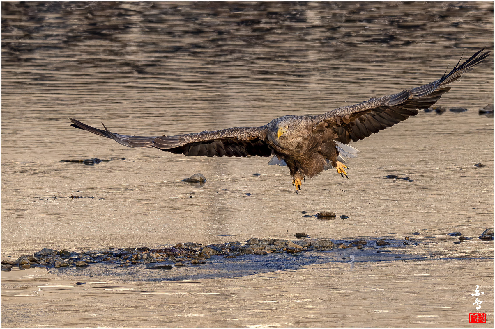 PHOTO BY  | NIKON Z 9 | 2024:01:09 08:36:37 | ISO-2000 | 1/8000 sec | f 7.1 | 840 mm | EV=0 | ● WIDTH:1700 pixels  HEIGHT:1132 pixels