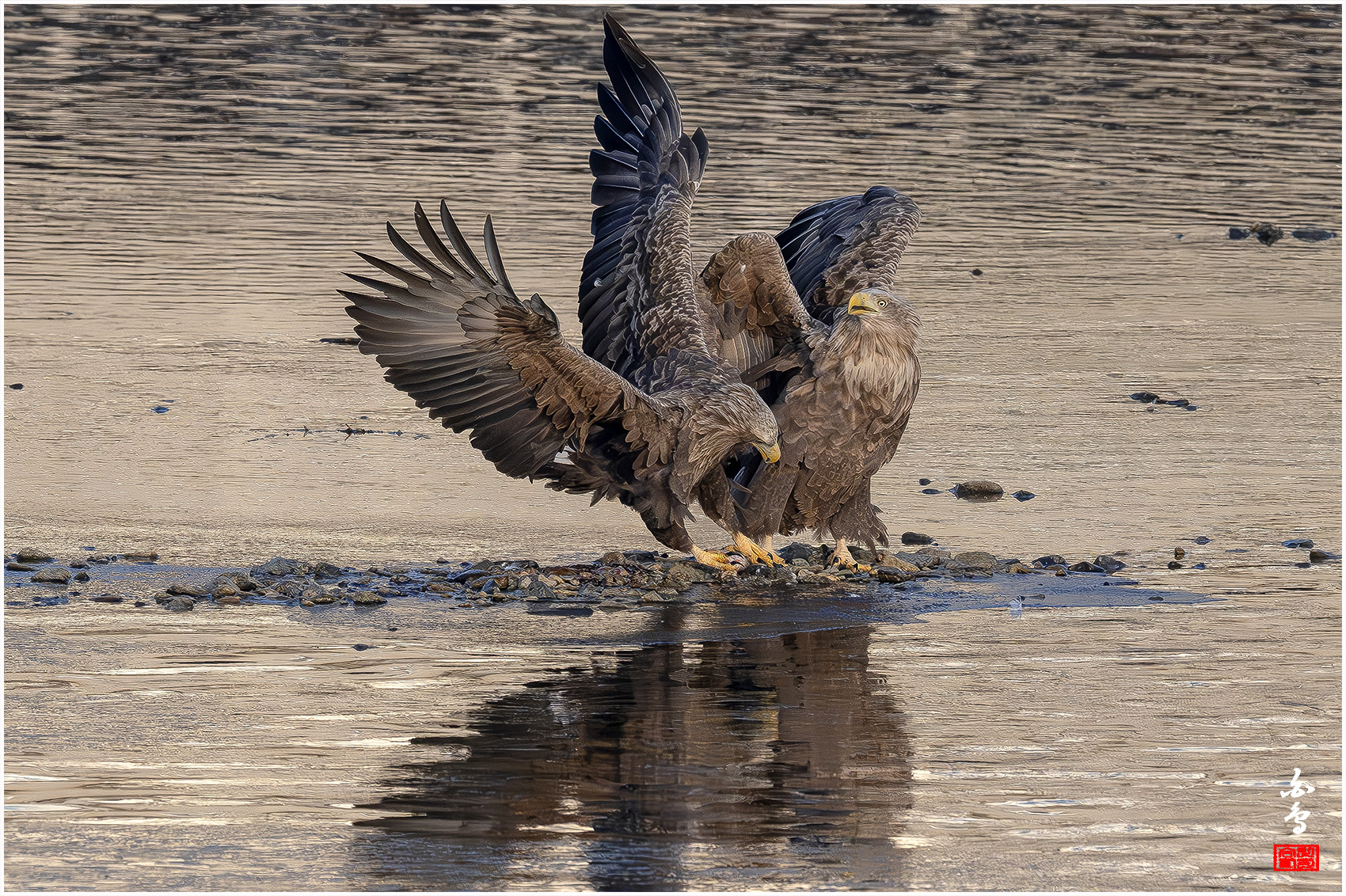 PHOTO BY  | NIKON Z 9 | 2024:01:09 08:35:01 | ISO-2000 | 1/5000 sec | f 7.1 | 600 mm | EV=0 | ● WIDTH:1700 pixels  HEIGHT:1132 pixels