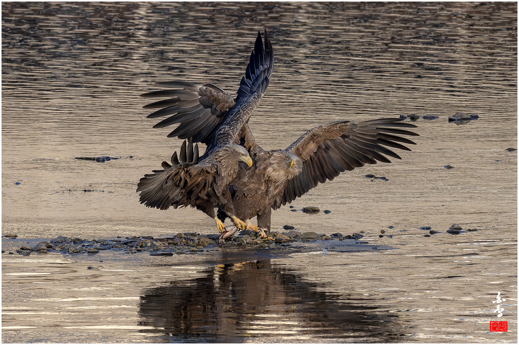 PHOTO BY  | NIKON Z 9 | 2024:01:09 08:35:01 | ISO-2000 | 1/6400 sec | f 7.1 | 600 mm | EV=0 | ● WIDTH:1700 pixels  HEIGHT:1132 pixels