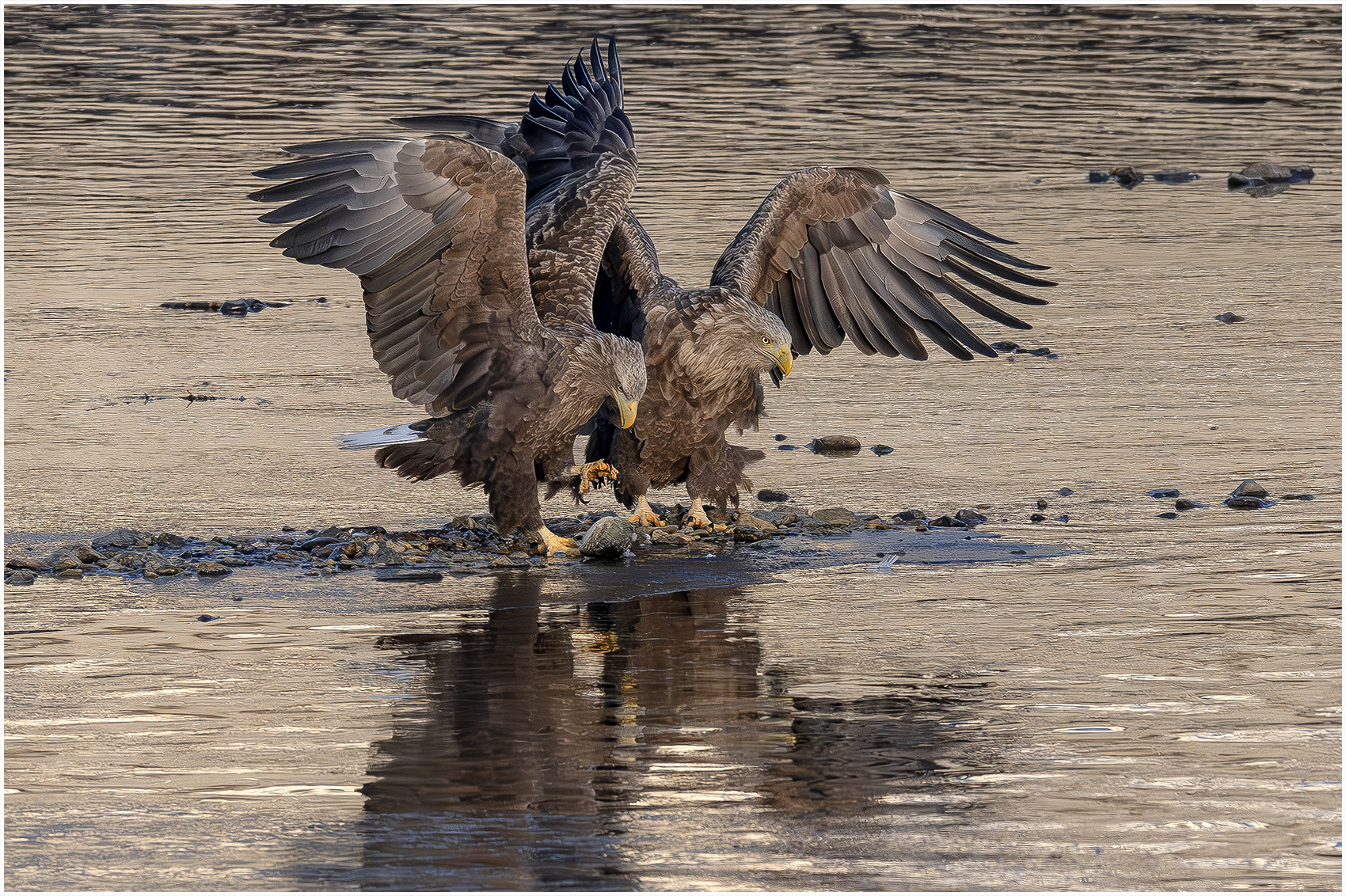 PHOTO BY  | NIKON Z 9 | 2024:01:09 08:35:01 | ISO-2000 | 1/6400 sec | f 7.1 | 600 mm | EV=0 | ● WIDTH:1700 pixels  HEIGHT:1132 pixels