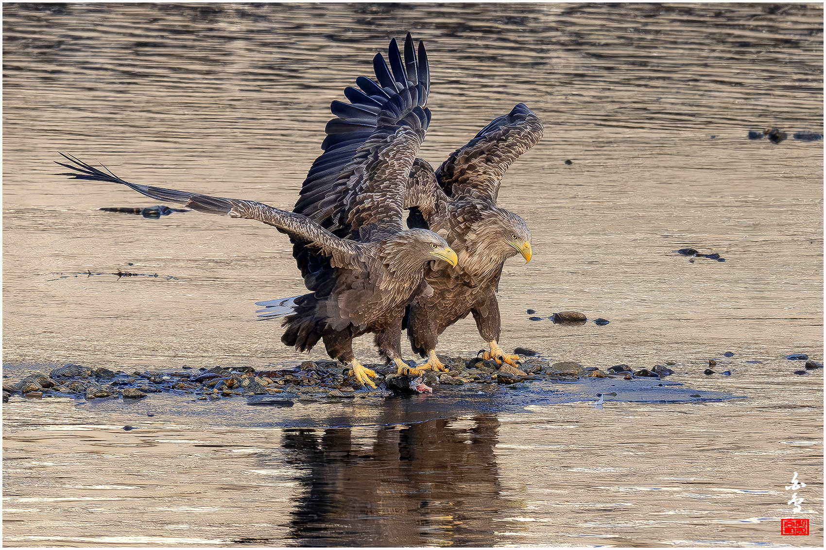 PHOTO BY  | NIKON Z 9 | 2024:01:09 08:35:02 | ISO-2000 | 1/5000 sec | f 7.1 | 600 mm | EV=0 | ● WIDTH:1700 pixels  HEIGHT:1132 pixels