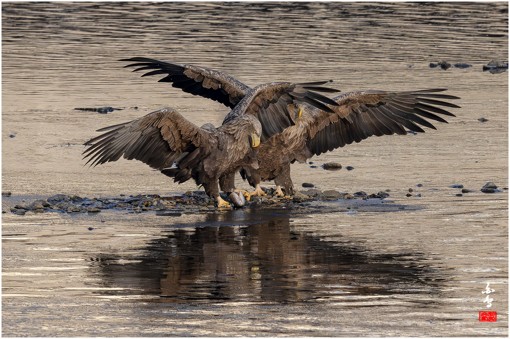 PHOTO BY  | NIKON Z 9 | 2024:01:09 08:35:01 | ISO-2000 | 1/6400 sec | f 7.1 | 600 mm | EV=0 | ● WIDTH:1700 pixels  HEIGHT:1132 pixels