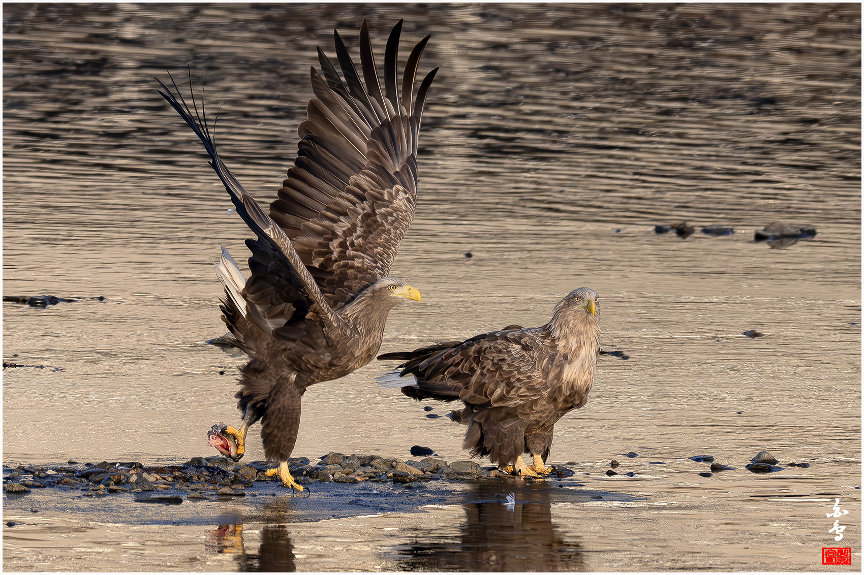 PHOTO BY  | NIKON Z 9 | 2024:01:09 08:36:19 | ISO-2000 | 1/6400 sec | f 7.1 | 840 mm | EV=0 | ● WIDTH:1700 pixels  HEIGHT:1132 pixels