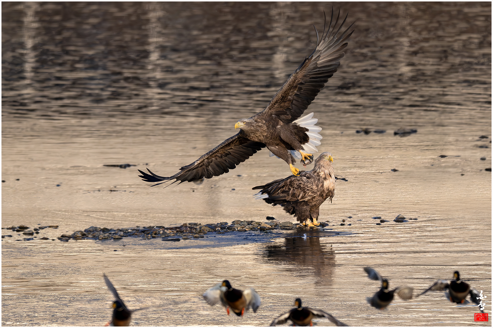 PHOTO BY  | NIKON Z 9 | 2024:01:09 08:36:21 | ISO-2000 | 1/6400 sec | f 7.1 | 840 mm | EV=0 | ● WIDTH:1700 pixels  HEIGHT:1132 pixels