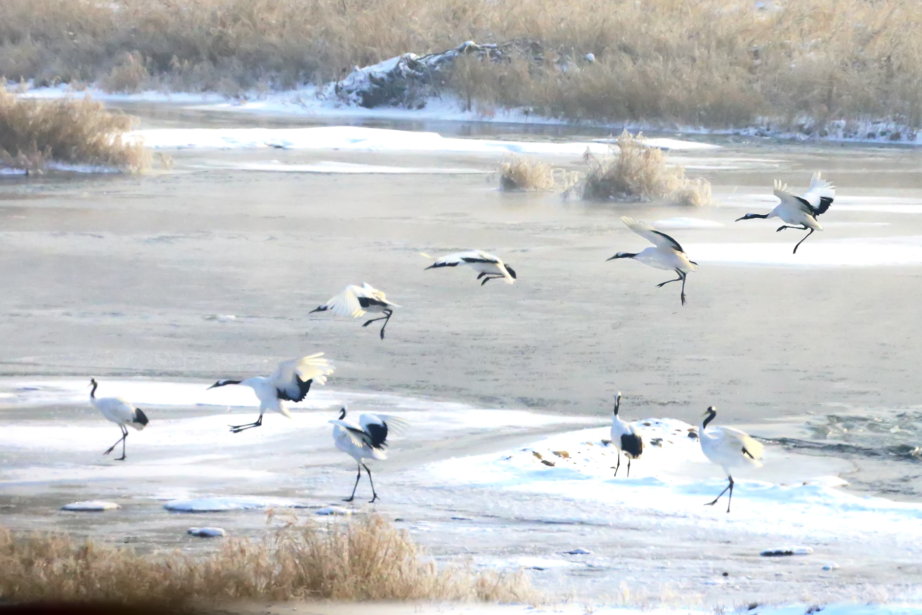 PHOTO BY WO2YA LAB | Canon EOS-1D X Mark II | 2024:01:05 16:44:13 | ISO-3200 | 1/2000 sec | f 13 | 349 mm | EV=0 | ● WIDTH:1800 pixels  HEIGHT:1200 pixels