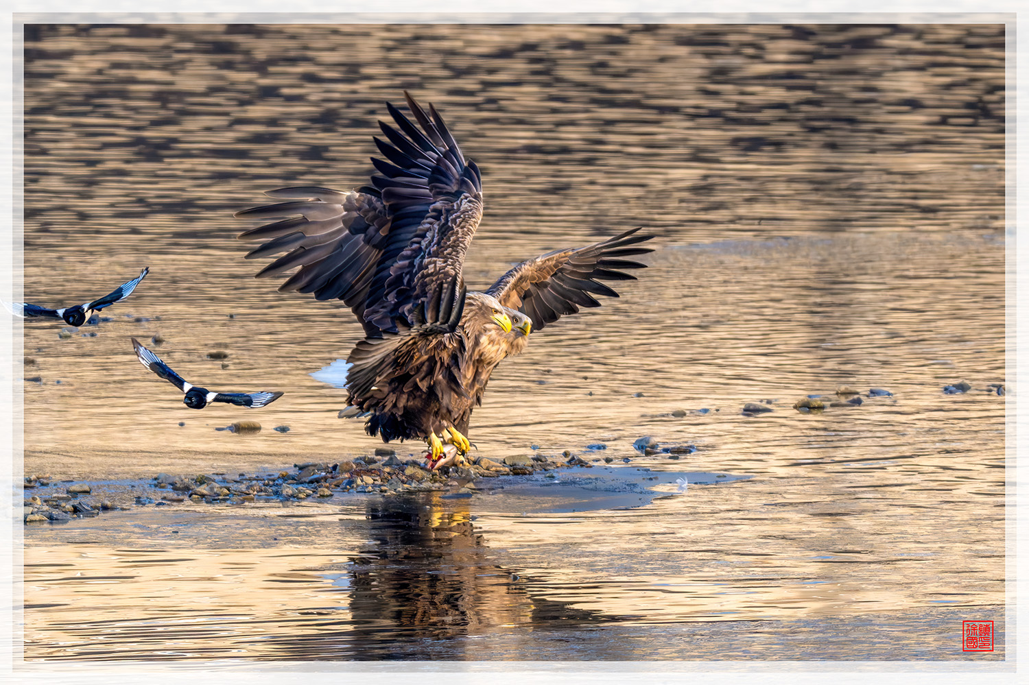 PHOTO BY  | NIKON Z 9 | 2024:01:09 08:32:58 | ISO-1800 | 1/2500 sec | f 8 | 840 mm | EV=-0.3 | ● WIDTH:1500 pixels  HEIGHT:999 pixels