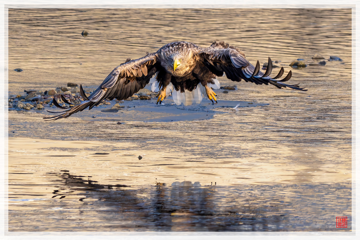 PHOTO BY  | NIKON Z 9 | 2024:01:09 08:34:36 | ISO-1600 | 1/2500 sec | f 8 | 840 mm | EV=-0.3 | ● WIDTH:1500 pixels  HEIGHT:999 pixels