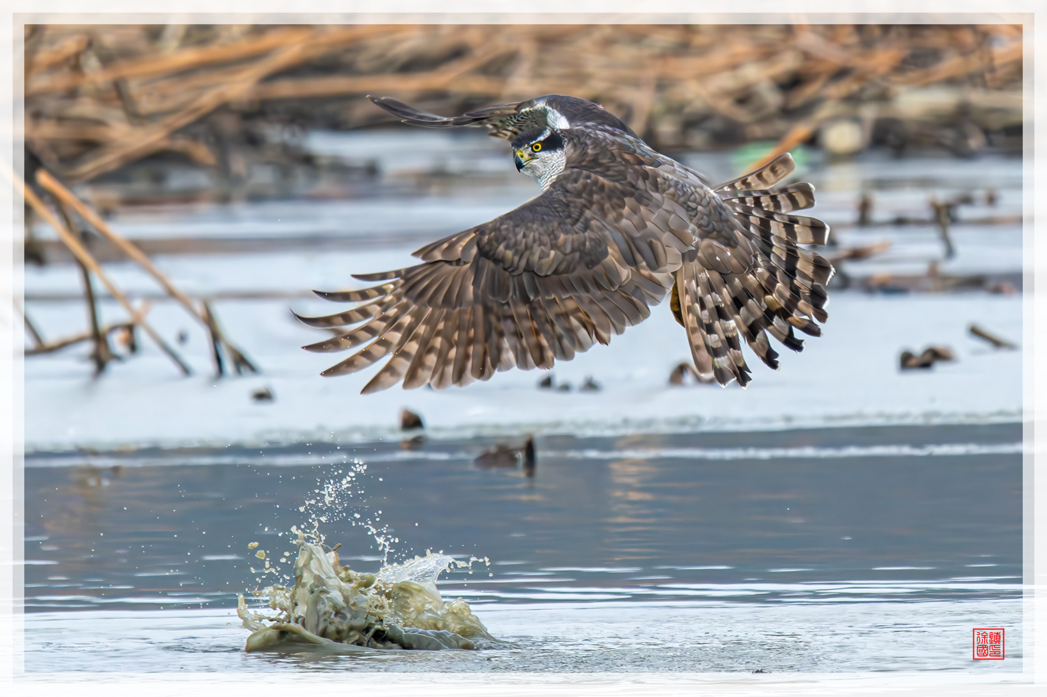 PHOTO BY  | NIKON Z 9 | 2024:01:10 12:57:04 | ISO-2200 | 1/2500 sec | f 8 | 600 mm | EV=0.3 | ● WIDTH:1500 pixels  HEIGHT:999 pixels