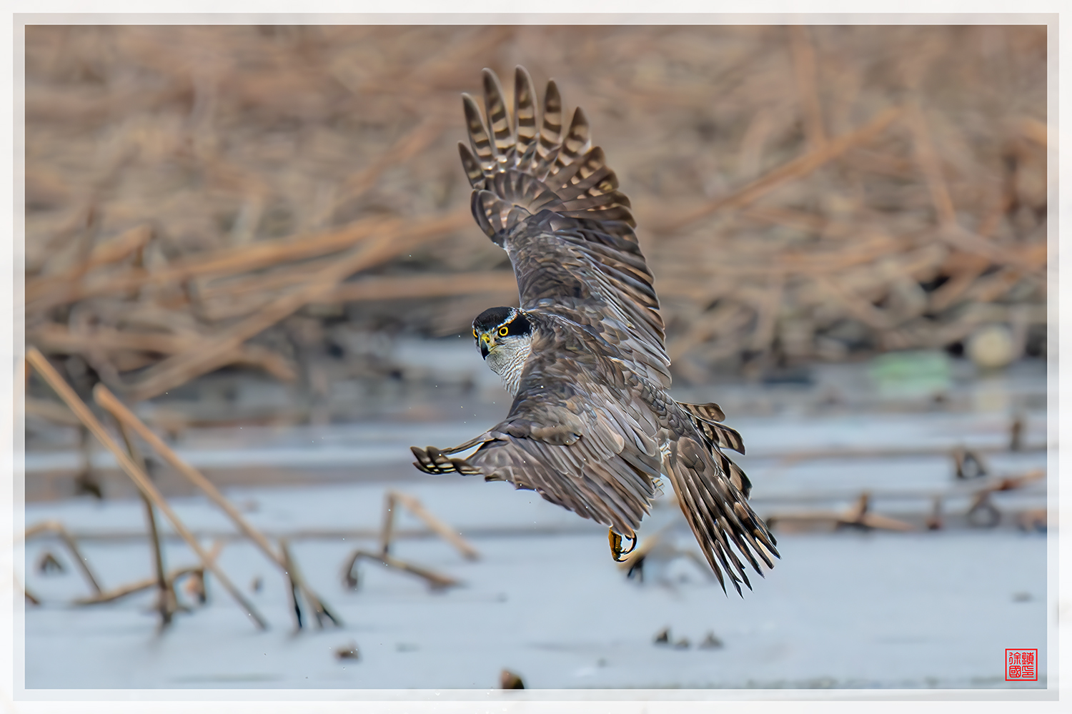 PHOTO BY  | NIKON Z 9 | 2024:01:10 12:57:04 | ISO-2200 | 1/2500 sec | f 8 | 600 mm | EV=0.3 | ● WIDTH:1500 pixels  HEIGHT:999 pixels