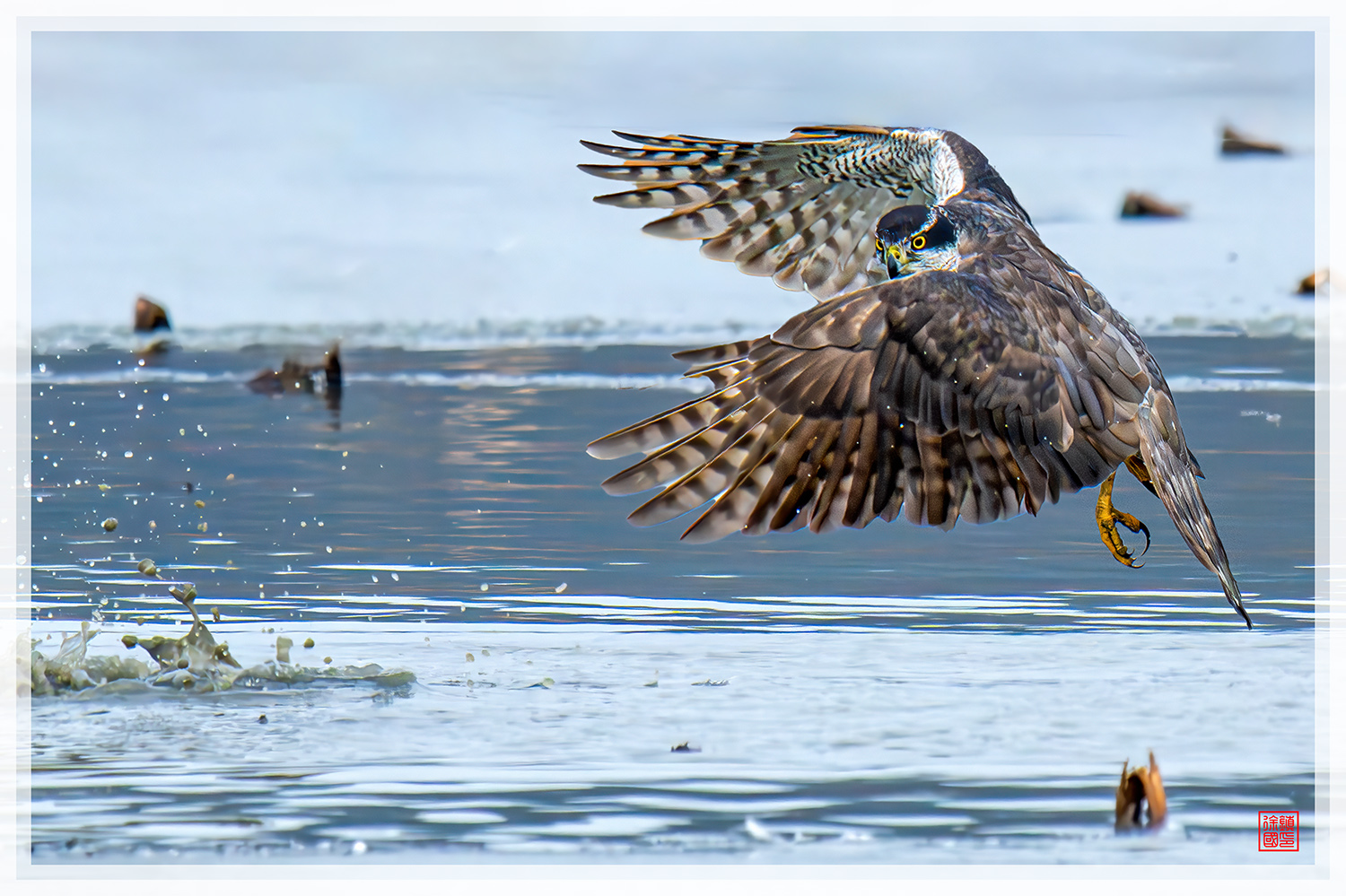 PHOTO BY  | NIKON Z 9 | 2024:01:10 12:57:04 | ISO-2200 | 1/2500 sec | f 8 | 600 mm | EV=0.3 | ● WIDTH:1500 pixels  HEIGHT:999 pixels