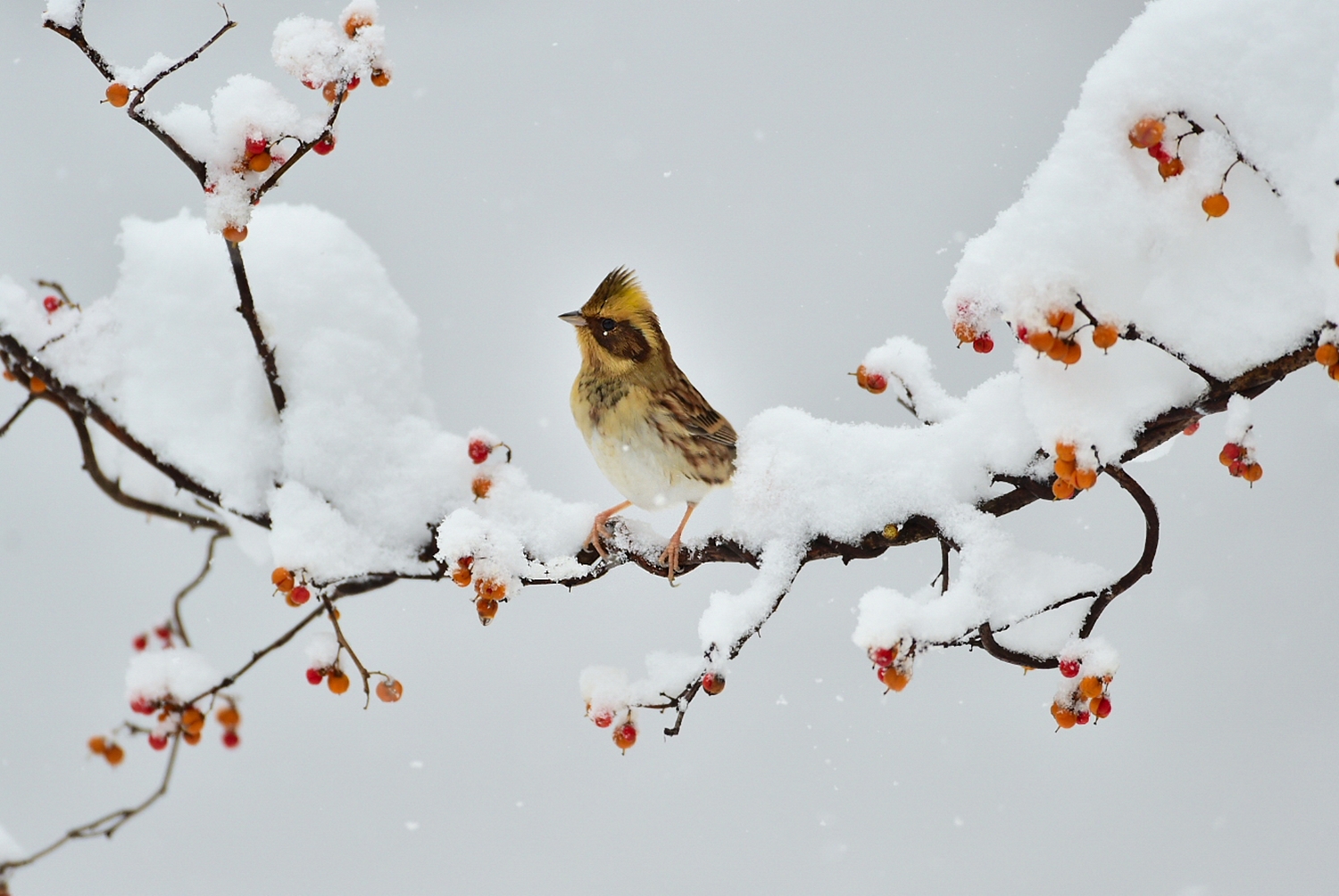 PHOTO BY KDS | NIKON D4S | 2018:01:10 15:05:31 | ISO-900 | 5/10000 sec | f 4 | 500 mm | EV=1 | ● WIDTH:1333 pixels  HEIGHT:892 pixels