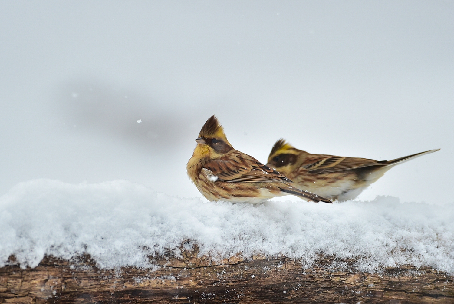 PHOTO BY KDS | NIKON D4S | 2018:01:10 15:13:42 | ISO-1100 | 5/10000 sec | f 5 | 500 mm | EV=1 | ● WIDTH:1195 pixels  HEIGHT:800 pixels