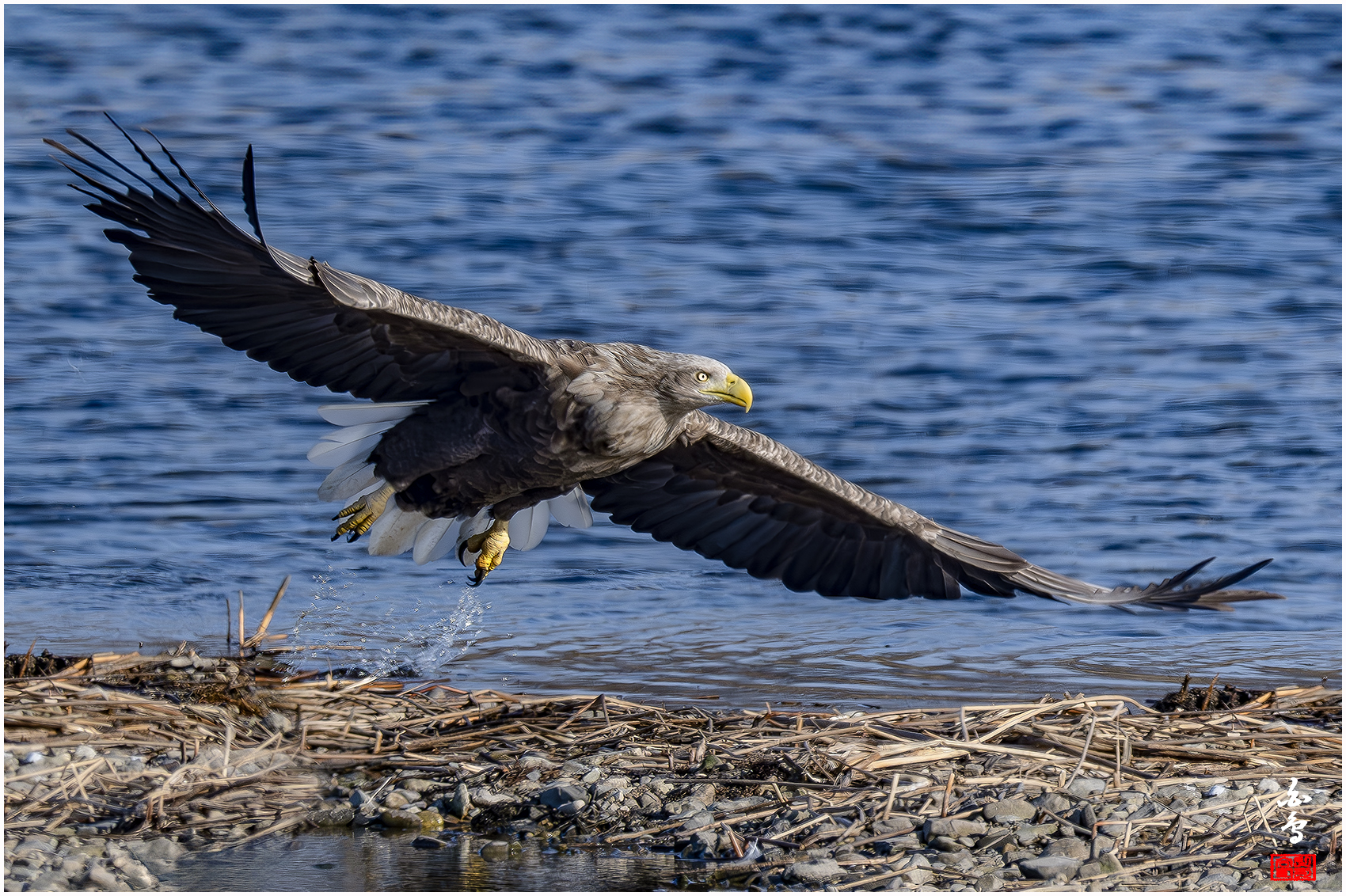 PHOTO BY  | NIKON Z 9 | 2024:01:11 15:08:45 | ISO-640 | 1/2000 sec | f 8 | 1176 mm | EV=-0.7 | ● WIDTH:1700 pixels  HEIGHT:1132 pixels