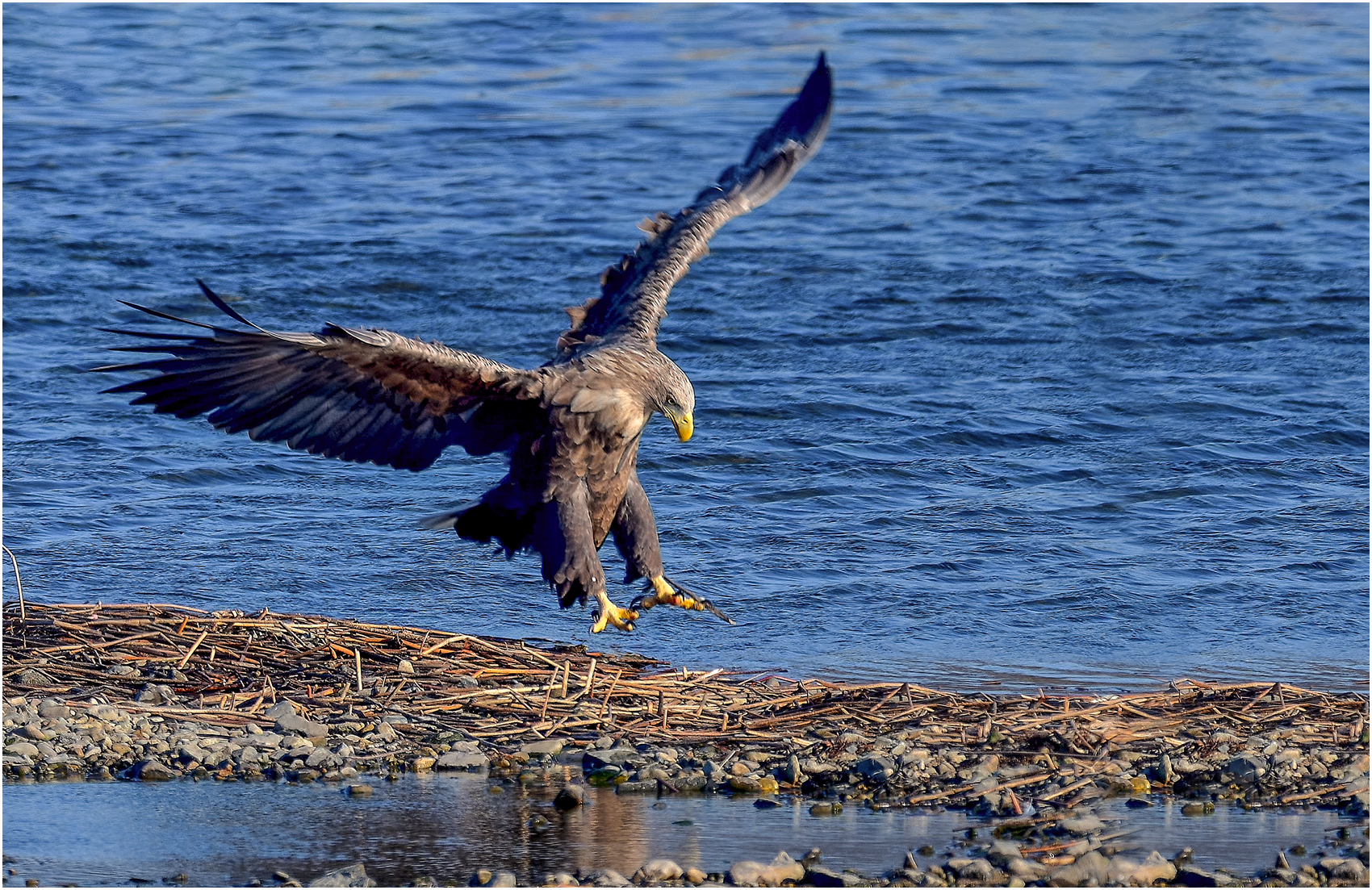 PHOTO BY  | NIKON Z 9 | 2024:01:11 15:08:45 | ISO-640 | 1/2000 sec | f 8 | 1176 mm | EV=-0.7 | ● WIDTH:1700 pixels  HEIGHT:1132 pixels