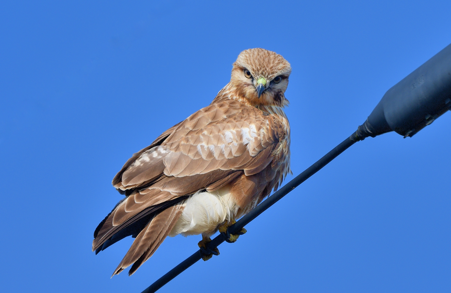 PHOTO BY  | NIKON D500 | 2024:01:10 12:04:37 | ISO-250 | 625/1000000 sec | f 8 | 500 mm | EV=0 | ● WIDTH:4968 pixels  HEIGHT:3229 pixels