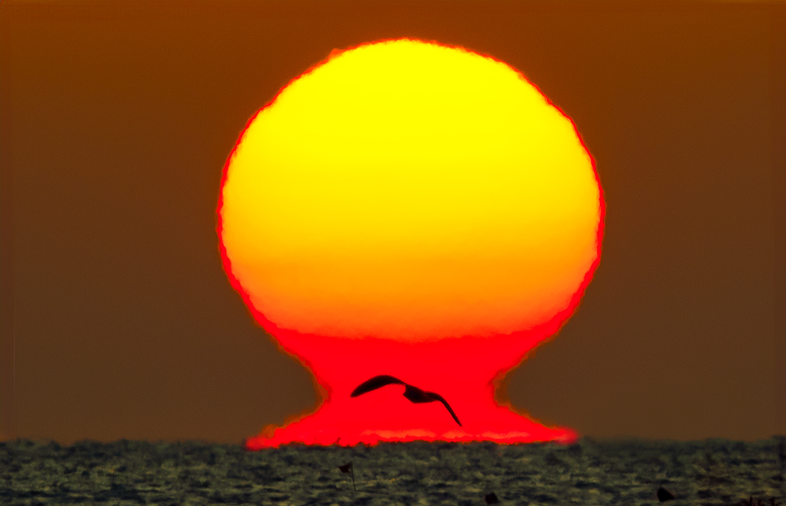 PHOTO BY ZENITHJin62 | NIKON D810 | 2024:01:13 07:41:24 | ISO-100 | 1/160 sec | f 8 | 480 mm | EV=-0.3 | ● WIDTH:1600 pixels  HEIGHT:1031 pixels