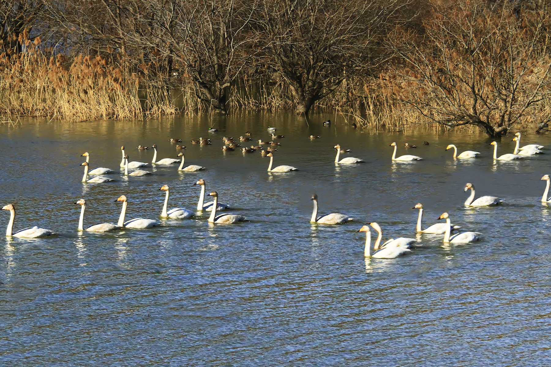 PHOTO BY WO2YA LAB | Canon EOS-1D X Mark II | 2024:01:05 16:44:19 | ISO-3200 | 1/2000 sec | f 11 | 349 mm | EV=0 | ● WIDTH:1800 pixels  HEIGHT:1200 pixels