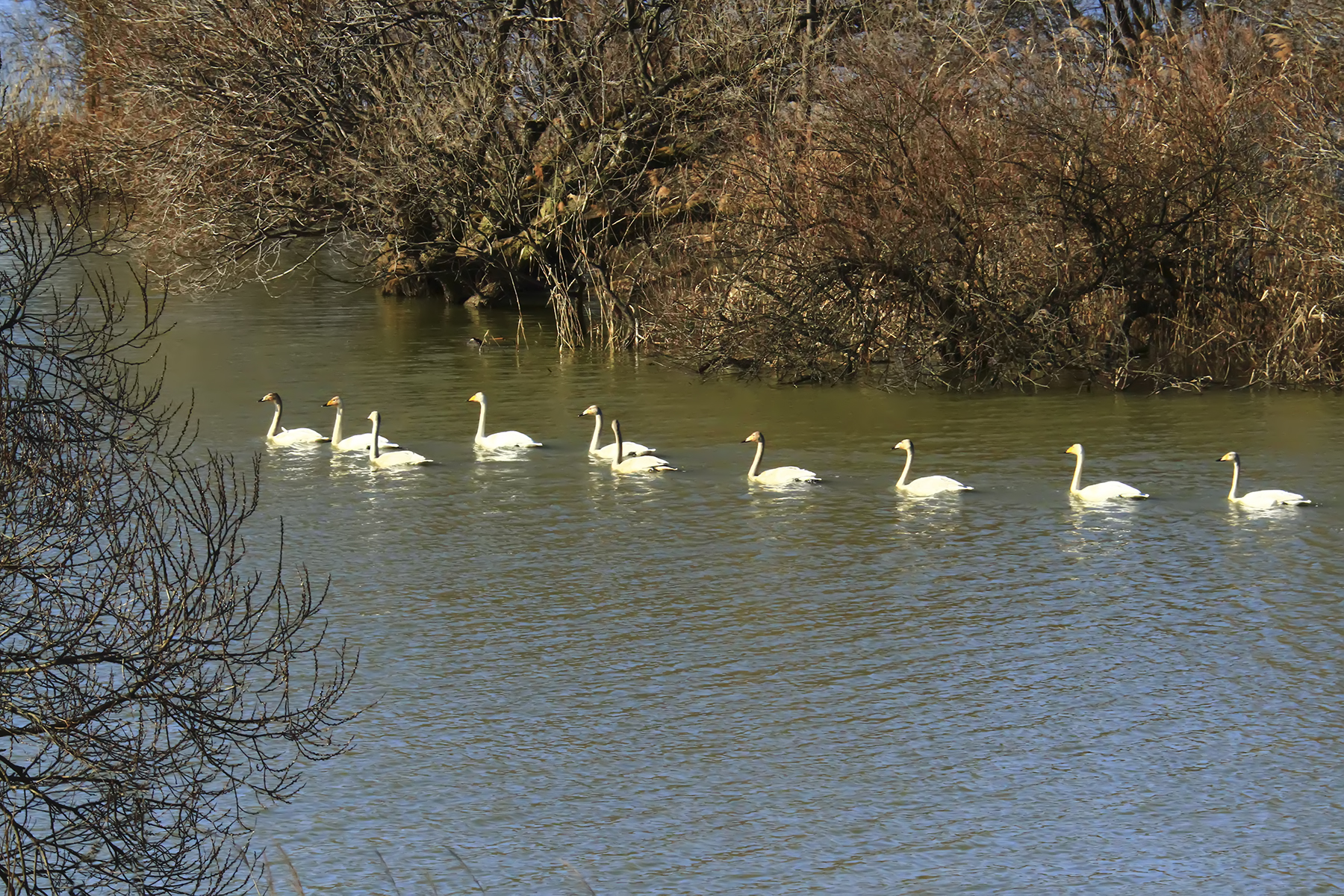 PHOTO BY WO2YA LAB | Canon EOS-1D X Mark II | 2024:01:05 16:44:19 | ISO-3200 | 1/2000 sec | f 11 | 349 mm | EV=0 | ● WIDTH:1800 pixels  HEIGHT:1200 pixels