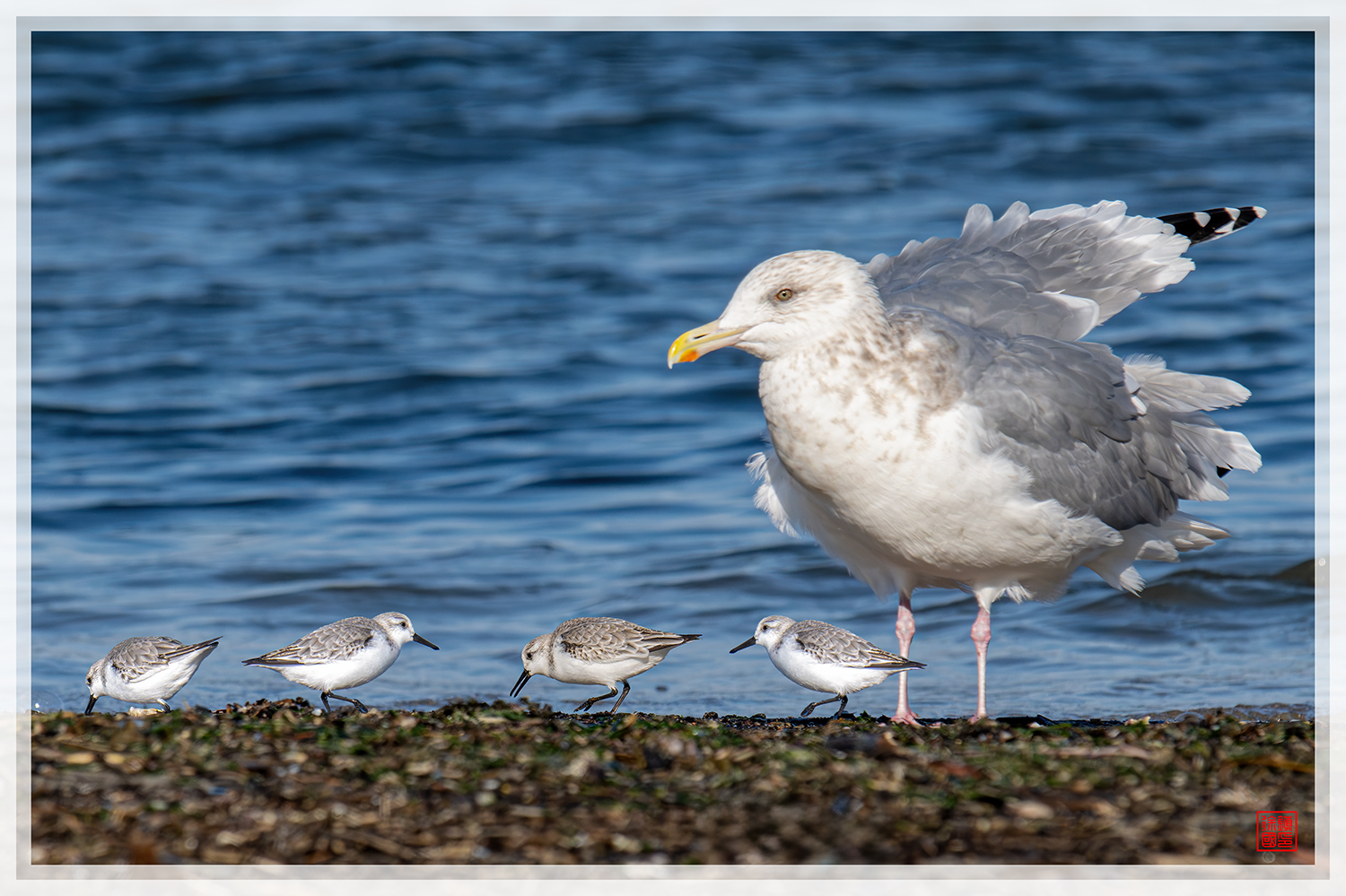 PHOTO BY  | NIKON Z 9 | 2024:01:13 10:41:21 | ISO-640 | 1/2500 sec | f 8 | 600 mm | EV=0 | ● WIDTH:1500 pixels  HEIGHT:999 pixels