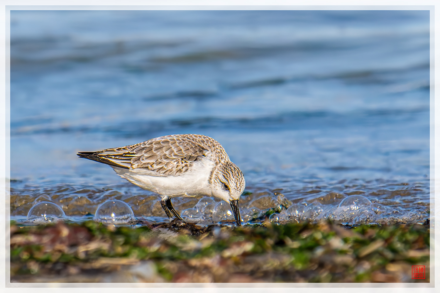 PHOTO BY  | NIKON Z 9 | 2024:01:13 10:45:32 | ISO-800 | 1/2500 sec | f 8 | 600 mm | EV=0 | ● WIDTH:1500 pixels  HEIGHT:999 pixels