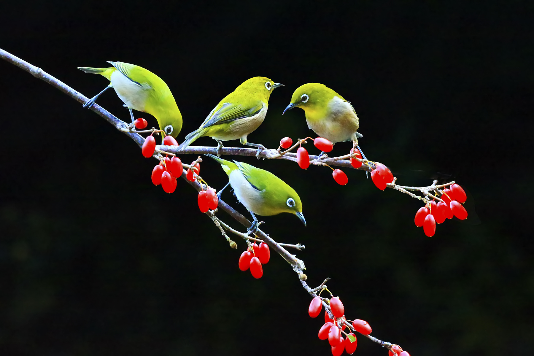 PHOTO BY WO2YA LAB | Canon EOS-1D X Mark II | 2024:01:05 16:44:19 | ISO-3200 | 1/2000 sec | f 11 | 349 mm | EV=0 | ● WIDTH:1800 pixels  HEIGHT:1200 pixels