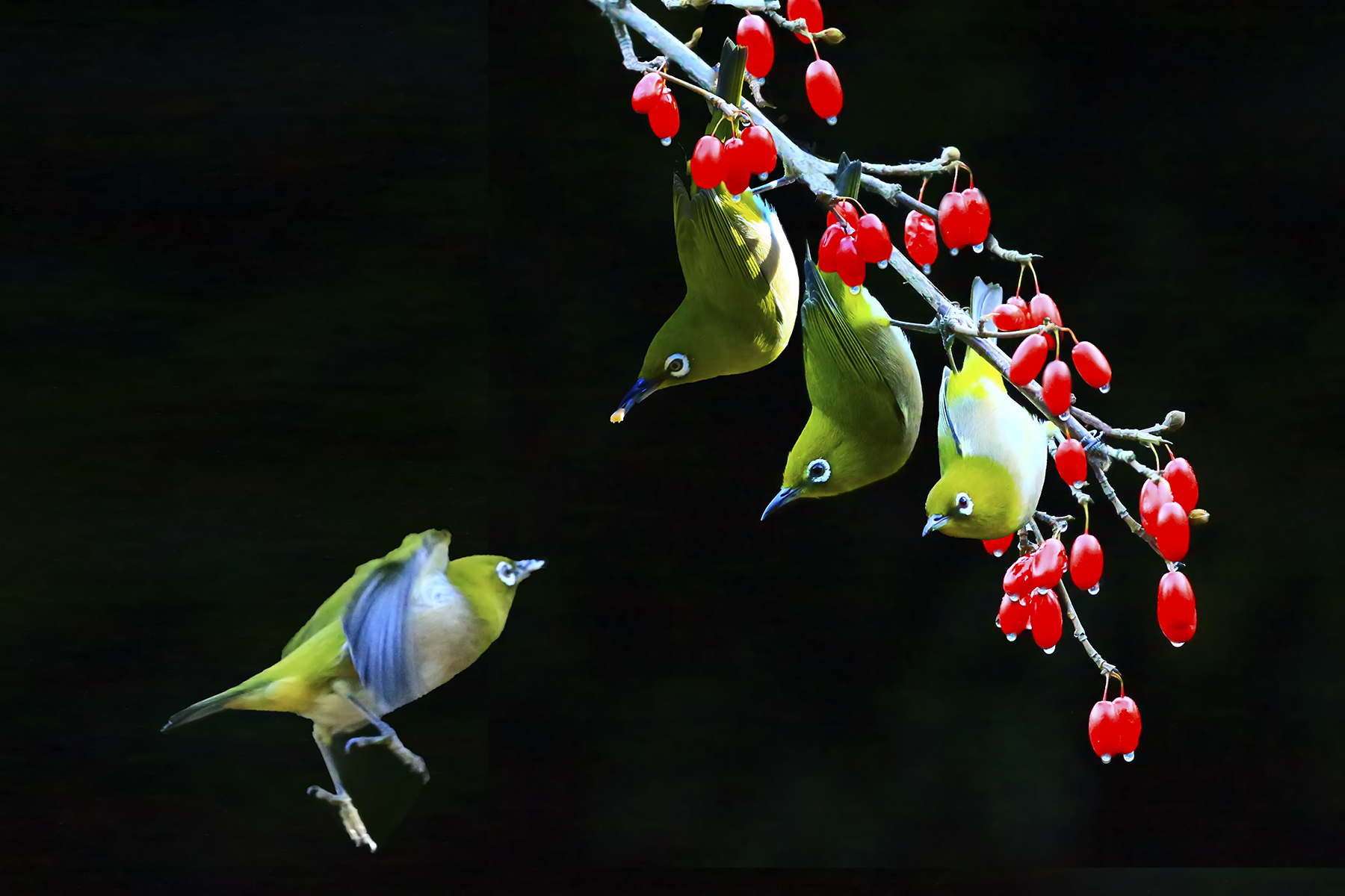 PHOTO BY WO2YA LAB | Canon EOS-1D X Mark II | 2024:01:05 16:44:26 | ISO-3200 | 1/2000 sec | f 11 | 220 mm | EV=0 | ● WIDTH:1800 pixels  HEIGHT:1200 pixels