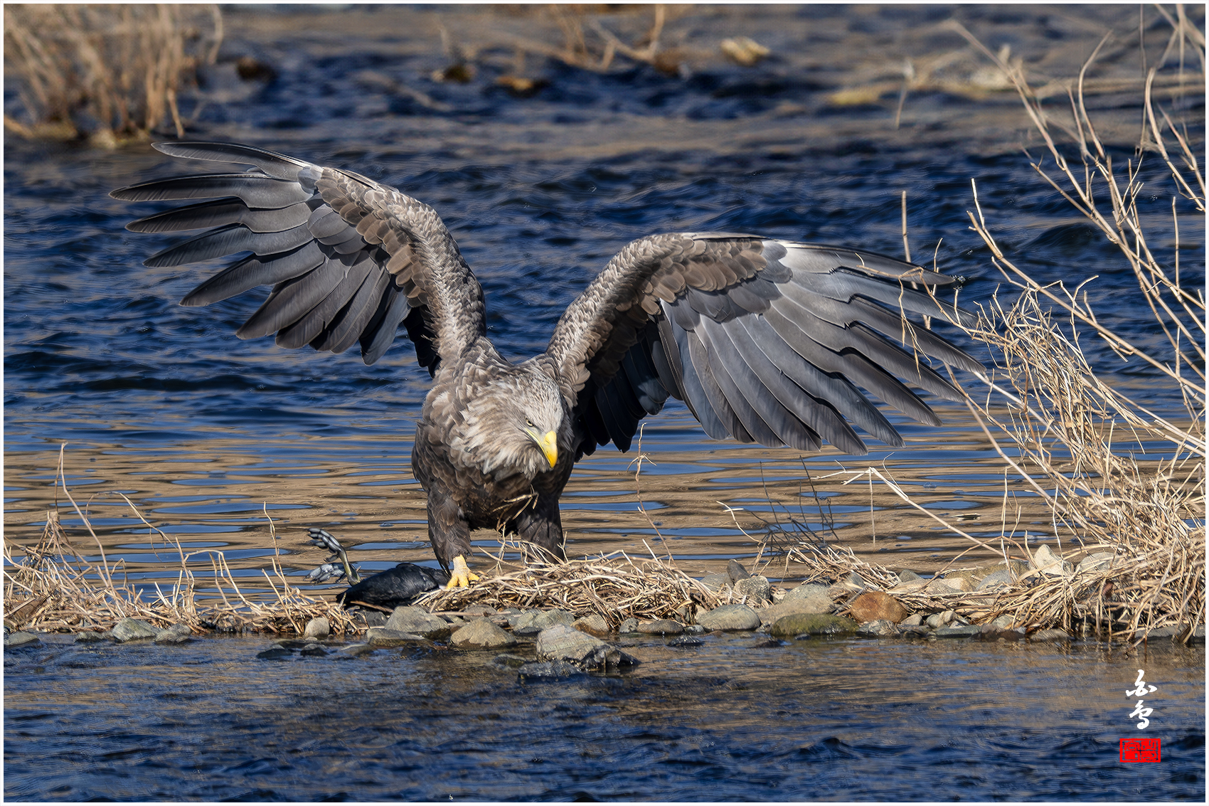 PHOTO BY  | NIKON Z 9 | 2024:01:14 11:17:53 | ISO-320 | 1/1250 sec | f 8 | 1176 mm | EV=-0.7 | ● WIDTH:1700 pixels  HEIGHT:1133 pixels