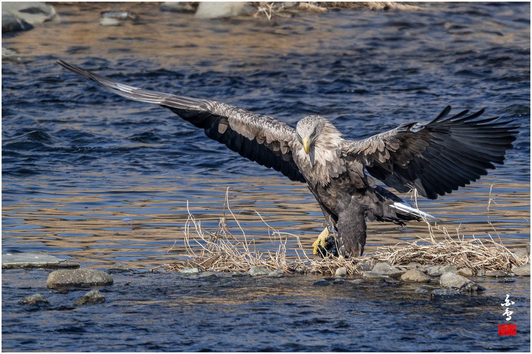 PHOTO BY  | NIKON Z 9 | 2024:01:14 11:17:50 | ISO-320 | 1/1250 sec | f 8 | 1176 mm | EV=-0.7 | ● WIDTH:1700 pixels  HEIGHT:1133 pixels