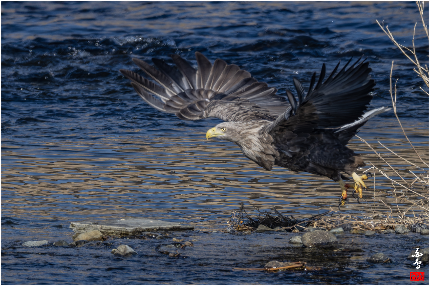 PHOTO BY  | NIKON Z 9 | 2024:01:14 12:00:38 | ISO-500 | 1/2000 sec | f 8 | 1176 mm | EV=-0.7 | ● WIDTH:1700 pixels  HEIGHT:1133 pixels